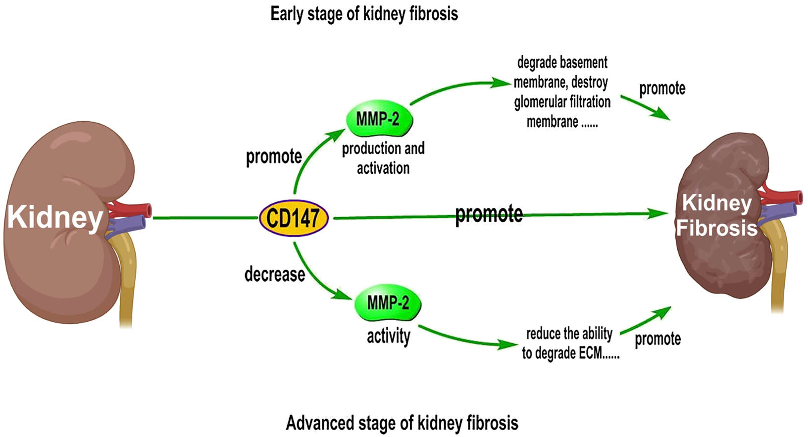 Figure 4
Differential effects of CD147 on MMP-2 activity at different stages of kidney fibrosis. MMP-2 activity can be increased in the early stage of kidney fibrosis and decreased in the advanced stage of kidney fibrosis. These changes accelerate kidney fibrosis and make it difficult to alleviate the disease.