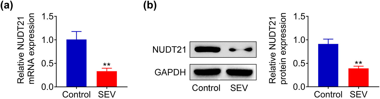 Figure 1 
                  NUDT21 was down-regulated in the hippocampal tissue of sevoflurane-induced rats. (a) The NUDT21 mRNA in hippocampal tissue of sevoflurane-induced rats was determined using qRT-PCR. (b) The protein level of NUDT21 in hippocampal tissue of sevoflurane-induced rats was detected using western blot. **P < 0.01.
               