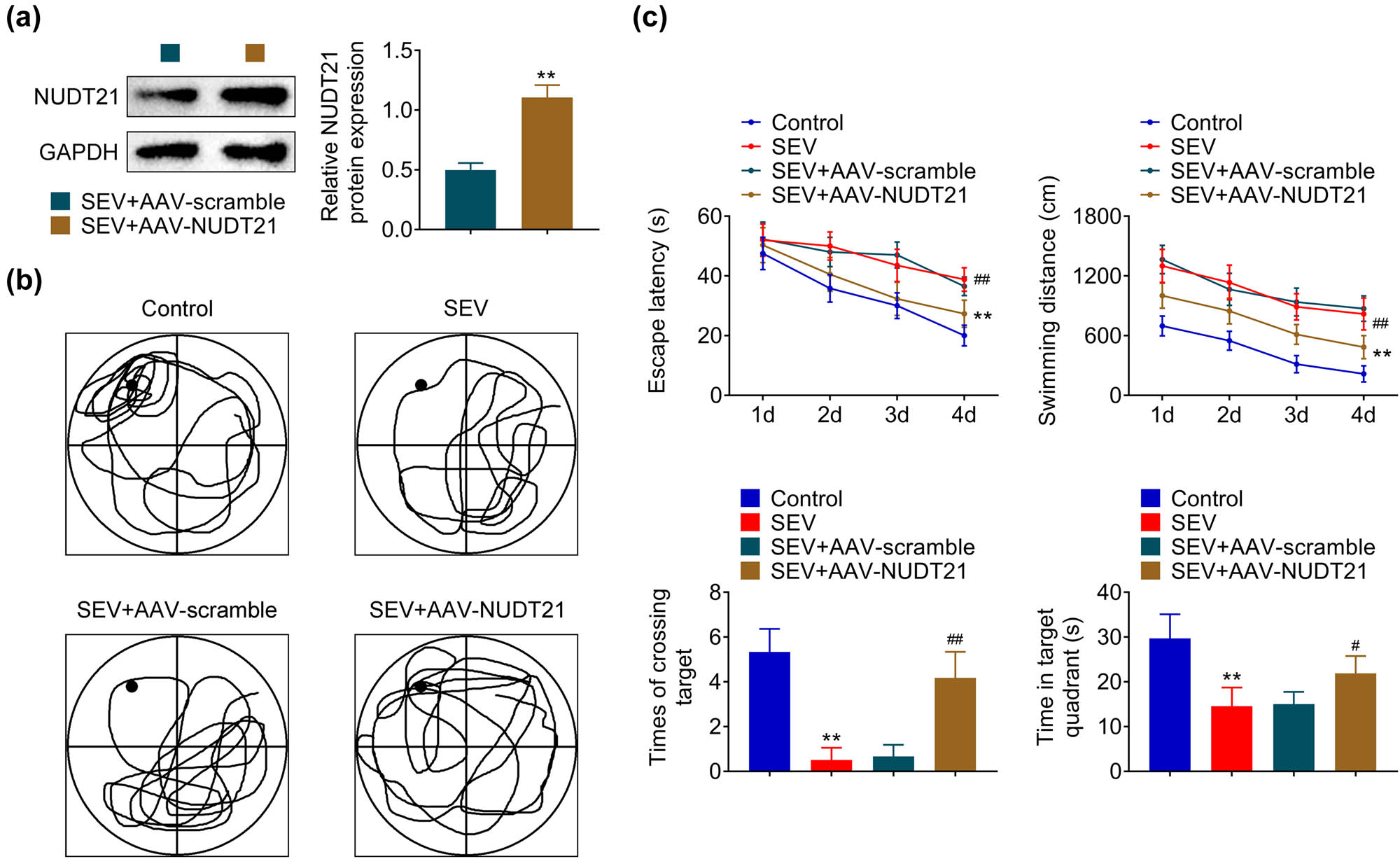 Figure 2 
                  NUDT21 improved sevoflurane-induced cognitive impairment in rats. (a) The protein level of NUDT21 in hippocampal tissue of sevoflurane-induced rats after transfected with AAV-NUDT21 was detected by western blot. (b) The movement route of sevoflurane-induced rats after transfected with AAV-NUDT21 was recorded during the Morris water maze test. (c) The escape latency, swimming distance, times of crossing target, and time in the target quadrant of sevoflurane-induced rats after transfected with AAV-NUDT21 were measured during the Morris water maze test. **P < 0.01. #
                     P < 0.05. ##
                     P < 0.01.
               