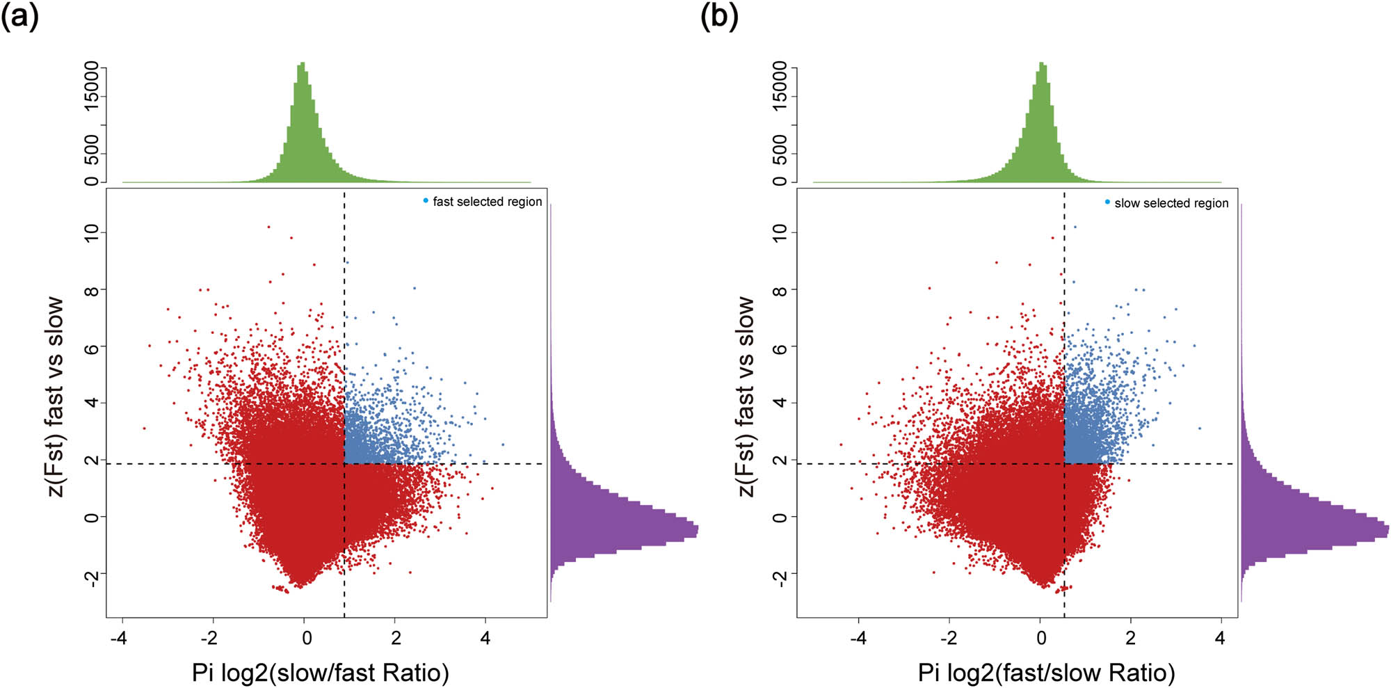 Figure 2
Identification of selected regions in Abaga horse and Wushen horse. (a) To identify potential selective sweeps between Abaga horse (fast) and Wushen horse (slow), log2(πslow/πfast) and FST were calculated together using VCFtools with a 20 kb sliding window and a step size of 10 kb. Windows that contained less than ten SNPs were excluded from further analysis. The windows that were simultaneously (1) in the top 5% of Z-transformed FST values and (2) in the bottom 5% log2(πfast/πslow) were considered to be candidates selective regions in Abaga horse. (b) The same applies to the Wushen horse.
