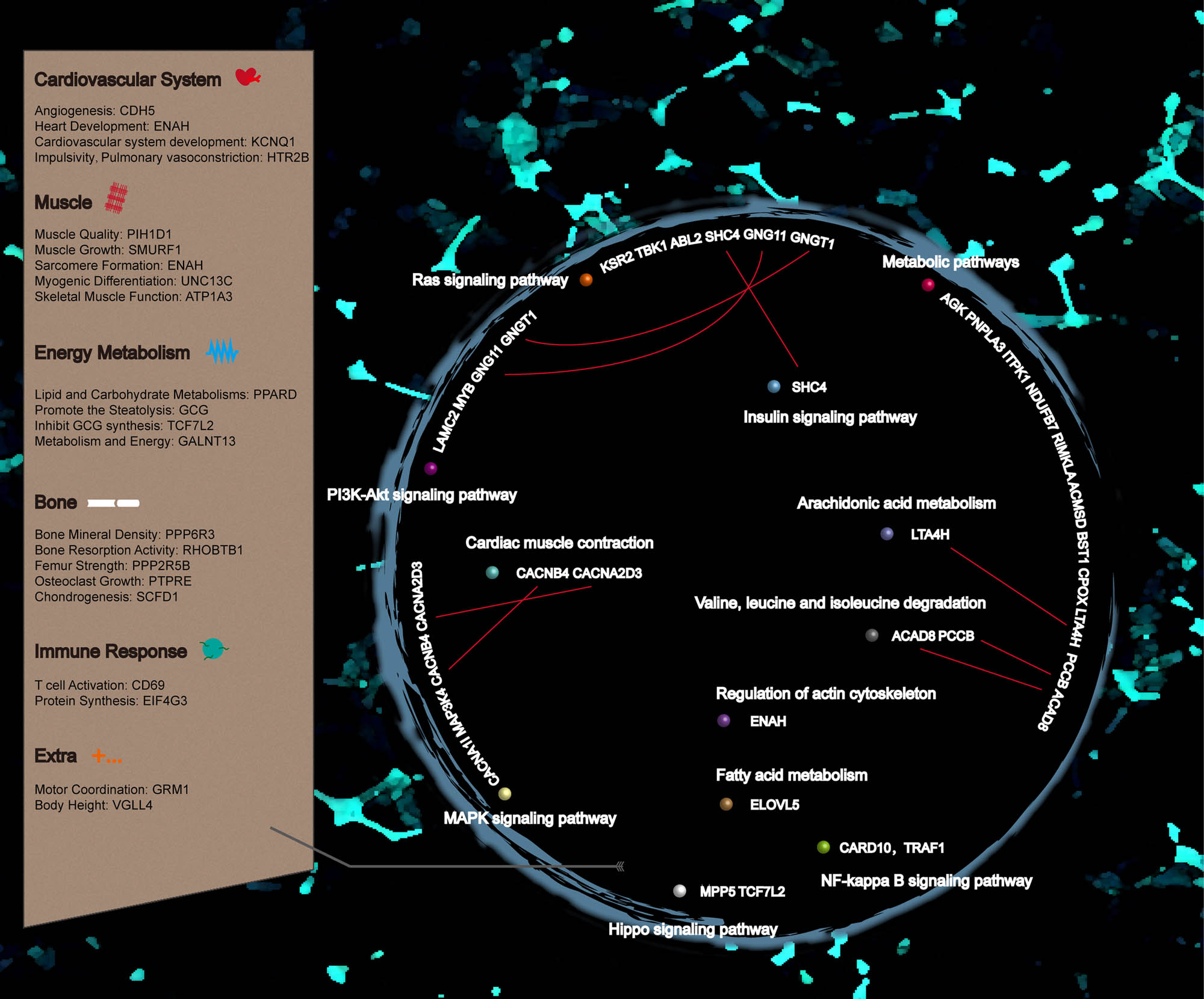 Figure 6
The exercise-related candidate genes and pathways of Abaga horse.
