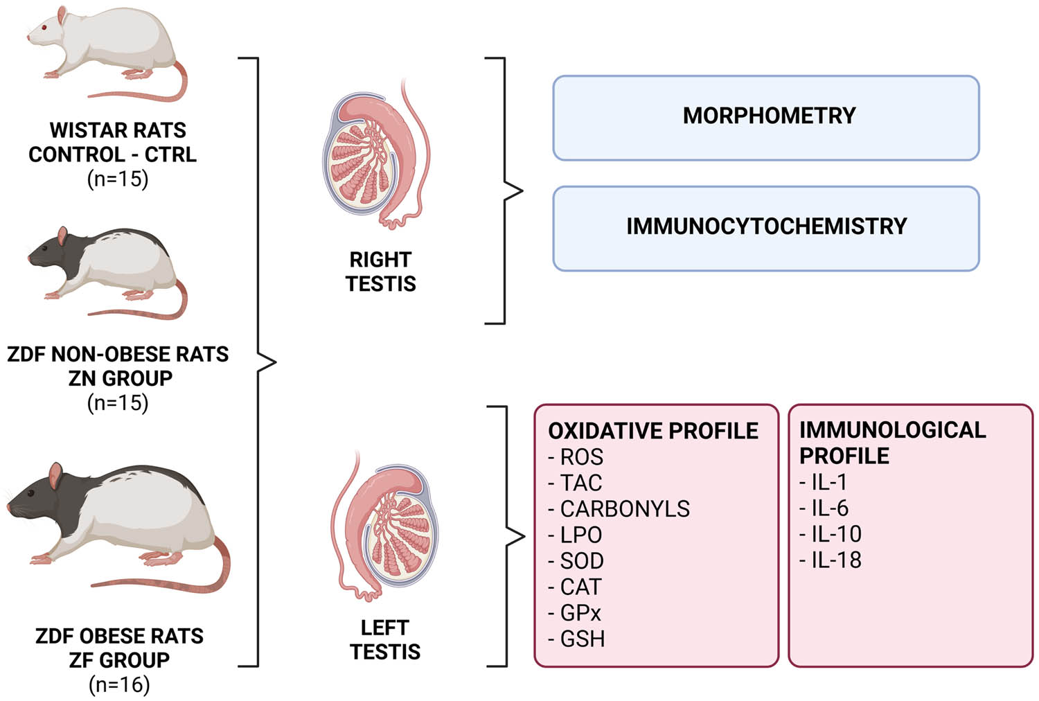 Figure 1
Overview of the experimental approach. ROS – reactive oxygen species, TAC – total antioxidant capacity, LPO – lipid peroxidation, SOD – superoxide dismutase, CAT – catalase, GPx – glutathione peroxidase, GSH – glutathione, IL-1 – interleukin-1, IL-6 – interleukin-6, IL-10 – interleukin-10, IL-18 – interleukin-18. Figure created with BioRender.com.