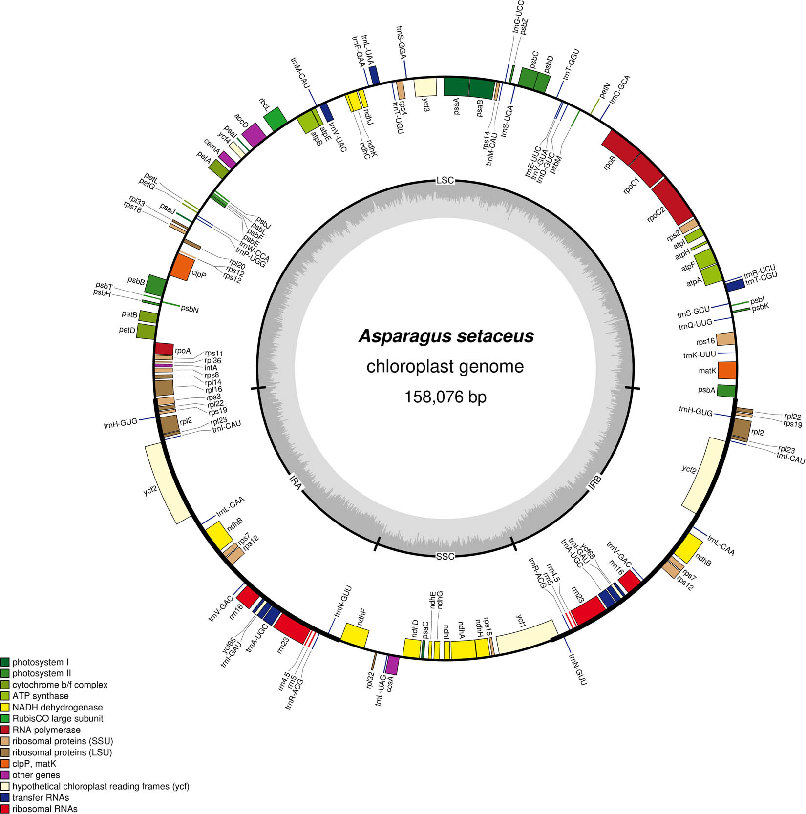 Figure 1
The cp genome map of A. setaceus. Note: The genes in the outer ring were arranged clockwise and the genes in the inner ring were arranged counterclockwise in the cp genome. Different colors represented different functions of genes. In the inner cycle, dark gray represented GC content; light gray represented AT content.