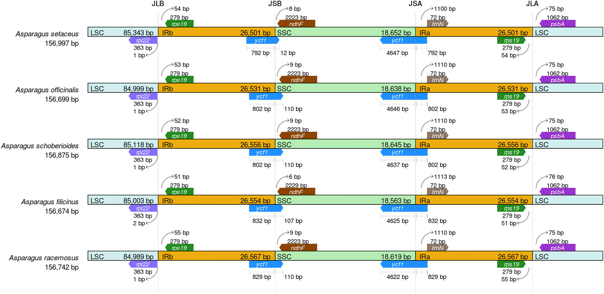 Figure 6
Comparative analysis of LSC, SSC, and IR regional boundaries of five Asparagus species.