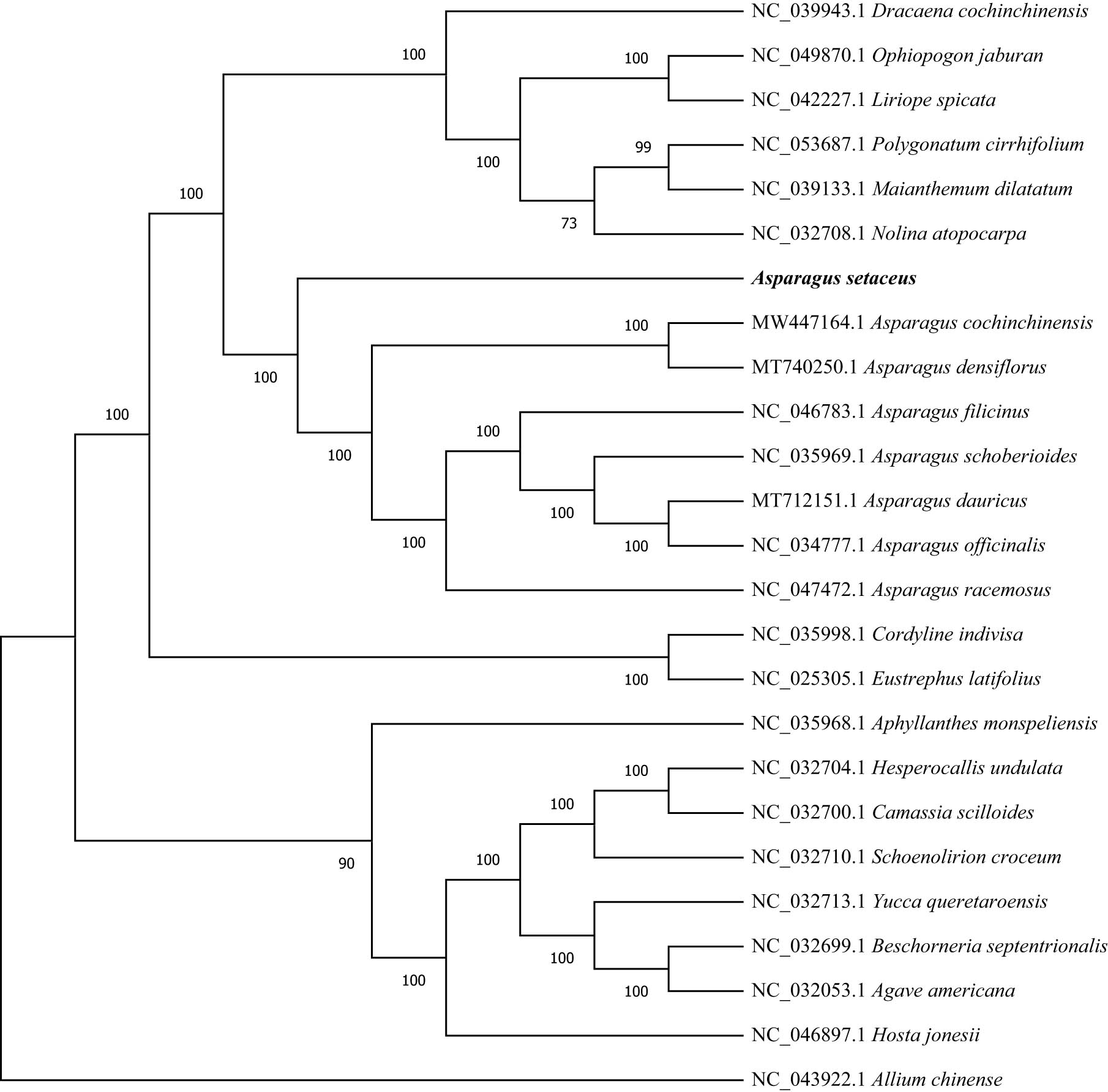 Figure 8
Phylogenetic tree was built based on the entire cp genomes from 25 species using RAxML. with GTRGAMMA model. And A. chinense was set as the out-group. Bootstrap values were displayed at the nodes.