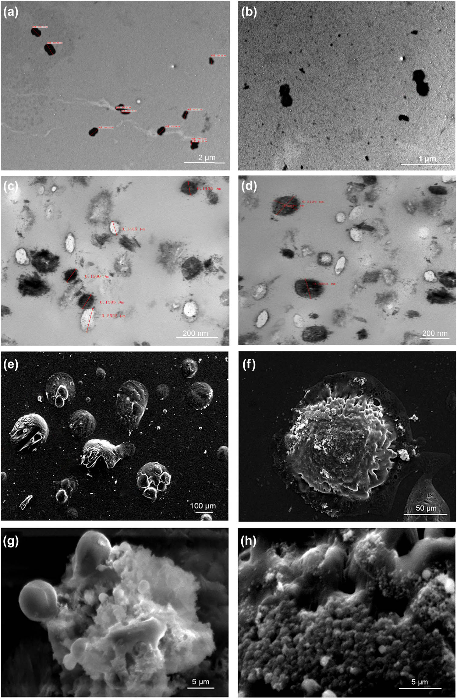 Figure 1
The ultrastructural morphology of CNPs observed using TEM and SEM. (a–d) The TEM images of CNP isolates under different magnification times. (e–h) The SEM images of CNP isolates under different magnification times.