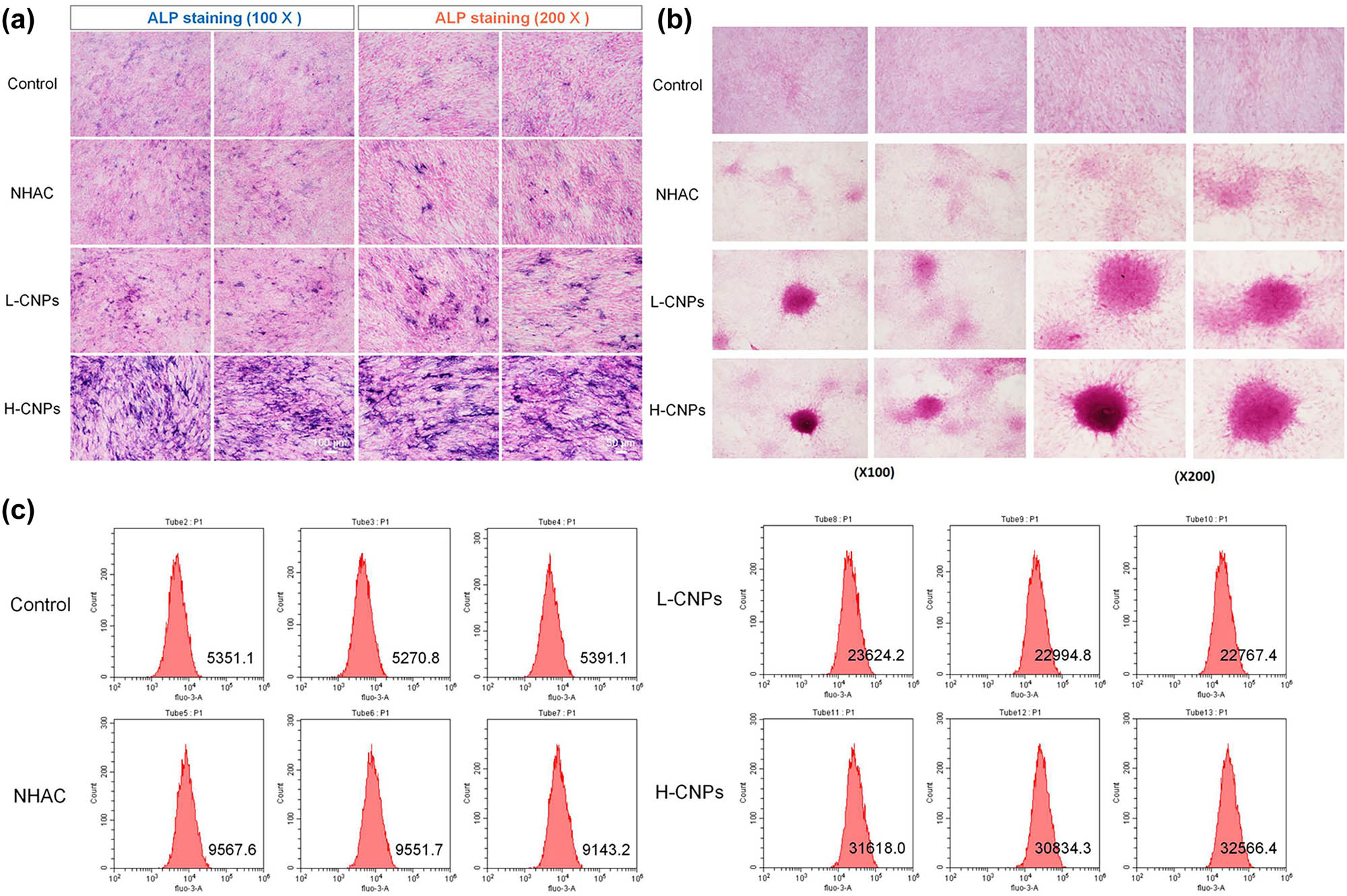 Figure 3
Effects of CNPs on calcium ion deposition in MSCs. (a) ALP staining analysis of MSCs from different treatment groups. (b) Alizarin red S staining was used to analyze calcium deposition in MSCs after different treatments. (c) Fluorescence intensity of calcium ions in MSCs from different treatment groups was quantified using flow cytometry.