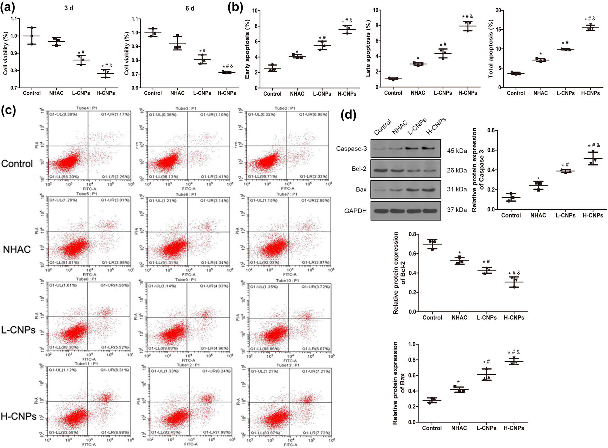Figure 4
Effects of CNPs on the proliferation and apoptosis of MSCs in vitro. (a) The growth of MSCs in control, NHAC, L-CNP, and H-CNP groups was measured using a CCK-8 assay. (b) Early apoptosis rates in the MSCs with different treatments were calculated. (c) The apoptosis of MSCs from different treatment groups was analyzed using flow cytometry. **P < 0.01; ***P < 0.001, compared to the control group. (d) The expression of apoptosis-related proteins (Caspase-3, Bcl2, and Bax) detected by western blotting. The panel below represents the gray values of protein bands. *P < 0.05, compared to the control group; #
P < 0.05, compared to the NHAC group; and P < 0.05, compared to the L-CNP group.
