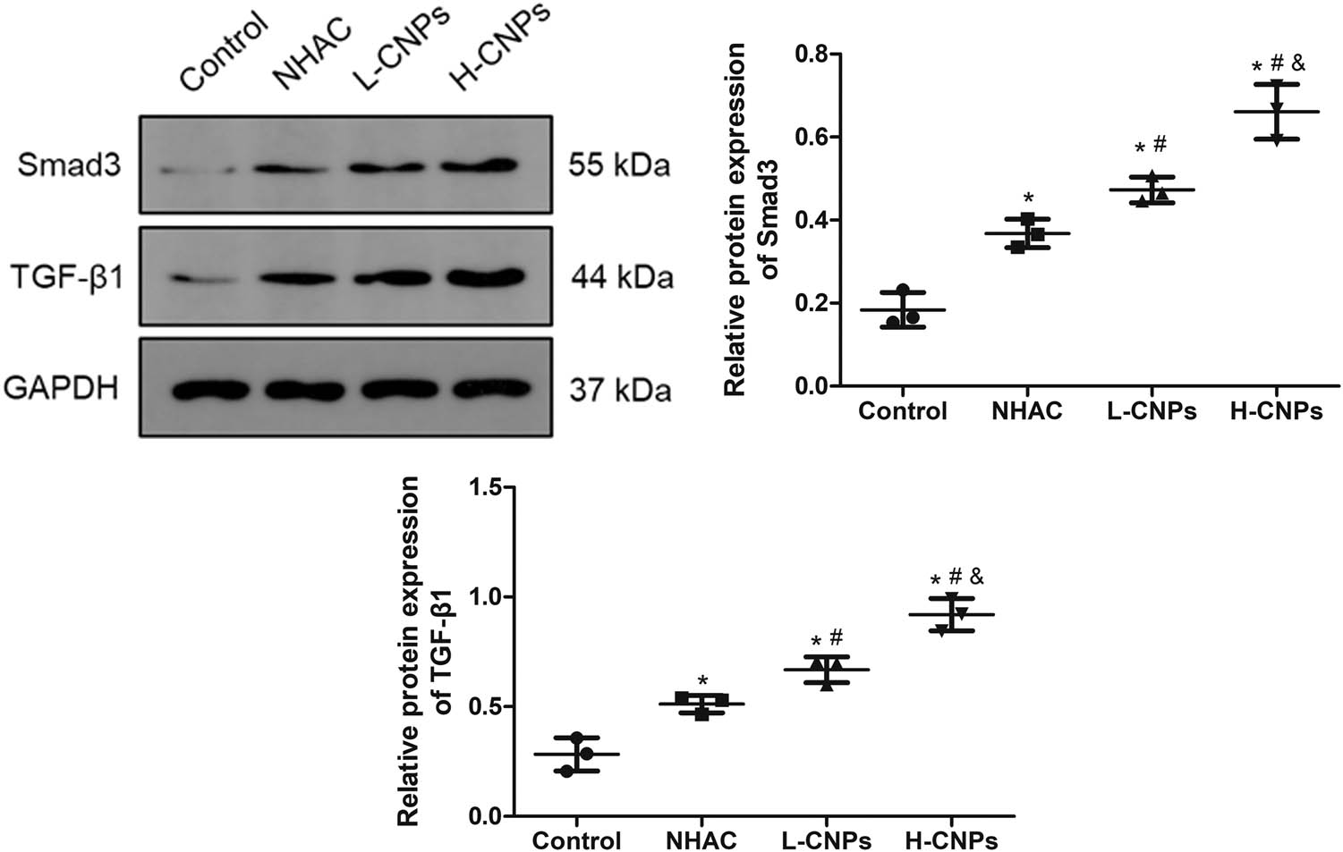 Figure 5
The protein expression of TGF-β1 and Smad3 evaluated by western blotting. *P < 0.05, compared to the control group; #
P < 0.05, compared to the NHAC group; and P < 0.05, compared to the L-CNP group.