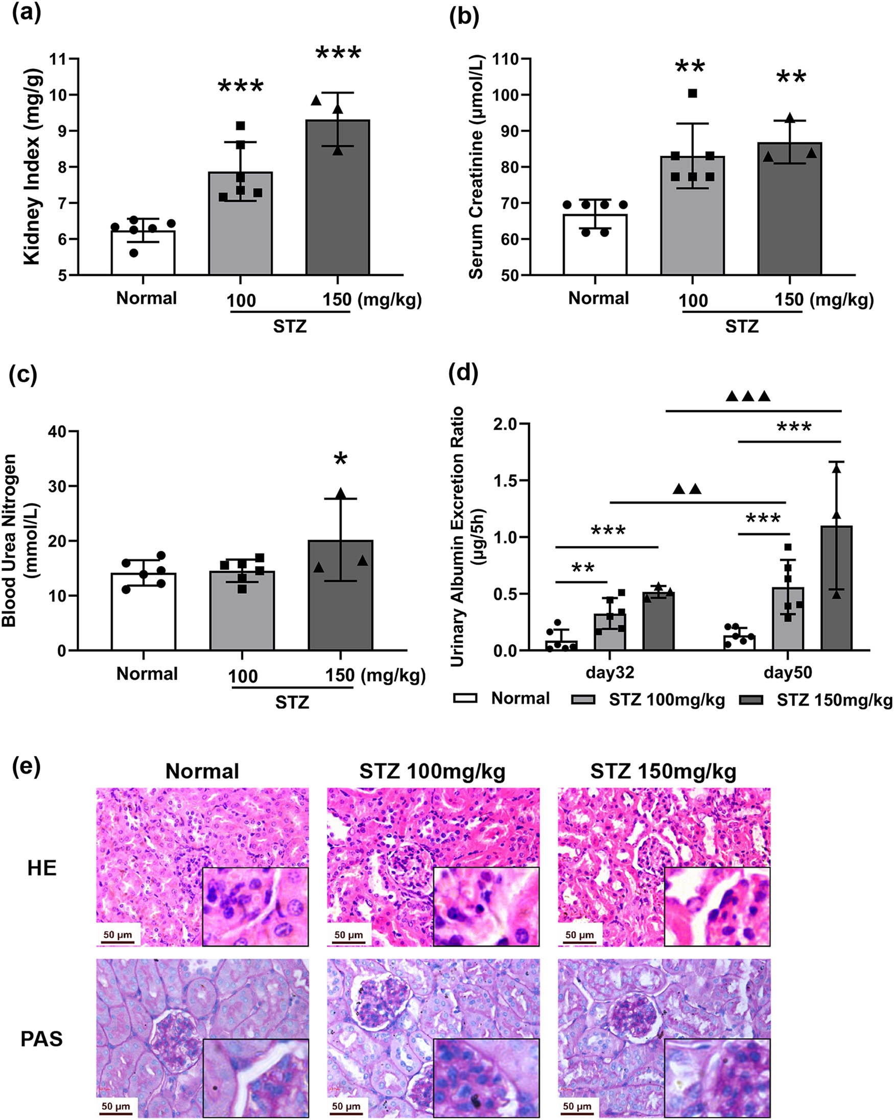 Figure 2
Kidney damaged in STZ-induced diabetic mice. Mice were treated with STZ at 100 or 150 mg/kg by intraperitoneal injection. Urine was collected for 5 h via a device in a metabolism cage at Days 32 and 50. The kidney was dissected on Day 64. The kidney index (a), serum creatinine (b), blood urea nitrogen level (c), urinary albumin excretion rate (UAER) (d), and renal histological changes (e) H&E, PAS, photographed at 400× magnification. n = 6, Data expressed as the mean ± SD. *P < 0.05, **P < 0.01, ***P < 0.001 vs the normal group, tested by one-way ANOVA and Fisher’s PLSD.