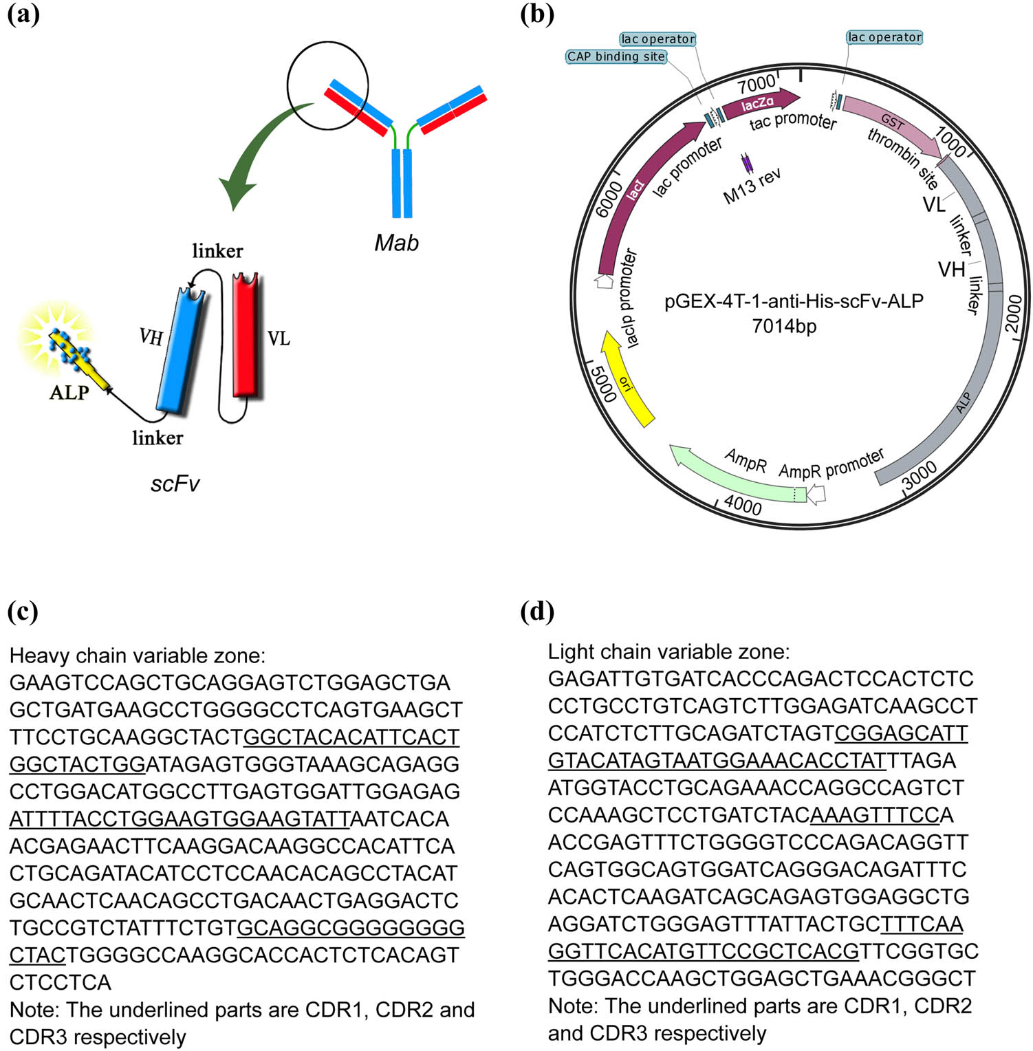Figure 1
(a) Schematic showing anti-His-scFv-ALP, (b) pGEX-4T-1-anti-His-scFv-ALP, (c) heavy chain variable region sequences of the anti-His monoclonal antibody 4C9, and (d) light chain variable region sequences of the anti-His monoclonal antibody 4C9.