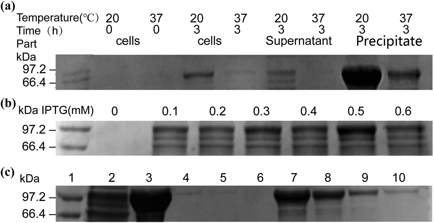 Figure 2
Optimization of anti-His-scFv-ALP expression. (a) Induction temperature; (b) inducer concentrations; and (c) purification results: (1) marker, (2) supernatant after ultrasonic treatment, (3) precipitate after ultrasonic treatment, (4) the first fractions of anti-His-scFv-ALP purified from supernatant, (5) the second fractions of anti-His-scFv-ALP purified from supernatant, (6) the third fractions of anti-His-scFv-ALP purified in supernatant, (7) the first fractions of anti-His-scFv-ALP purified from precipitate, (8) the second fractions of anti-His-scFv-ALP purified from precipitate, (9) the third fractions of anti-His-scFv-ALP purified from precipitate, and (10) the fourth fractions of anti-His-scFv-ALP purified from precipitate.