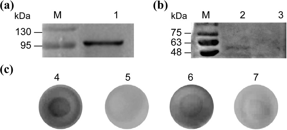 Figure 3
Identification and characterization of anti-His-scFv-ALP. (a) Western blot, (b) direct western blot, and (c) dot blot. M, Marker: (1) loading sample is anti-His-scFv-ALP; (2) loading sample is ZIKV-NS1 (His-tag); (3) coating antigen is JEV-NS1 (GST-tag); (4) coating antigen is ZIKV-NS1 (His-tag); (5) coating antigen is PBS; (6) coating antigen is CHIKV-E2 (His-tag); and (7) coating antigen is JEV-NS1 (GST-tag).