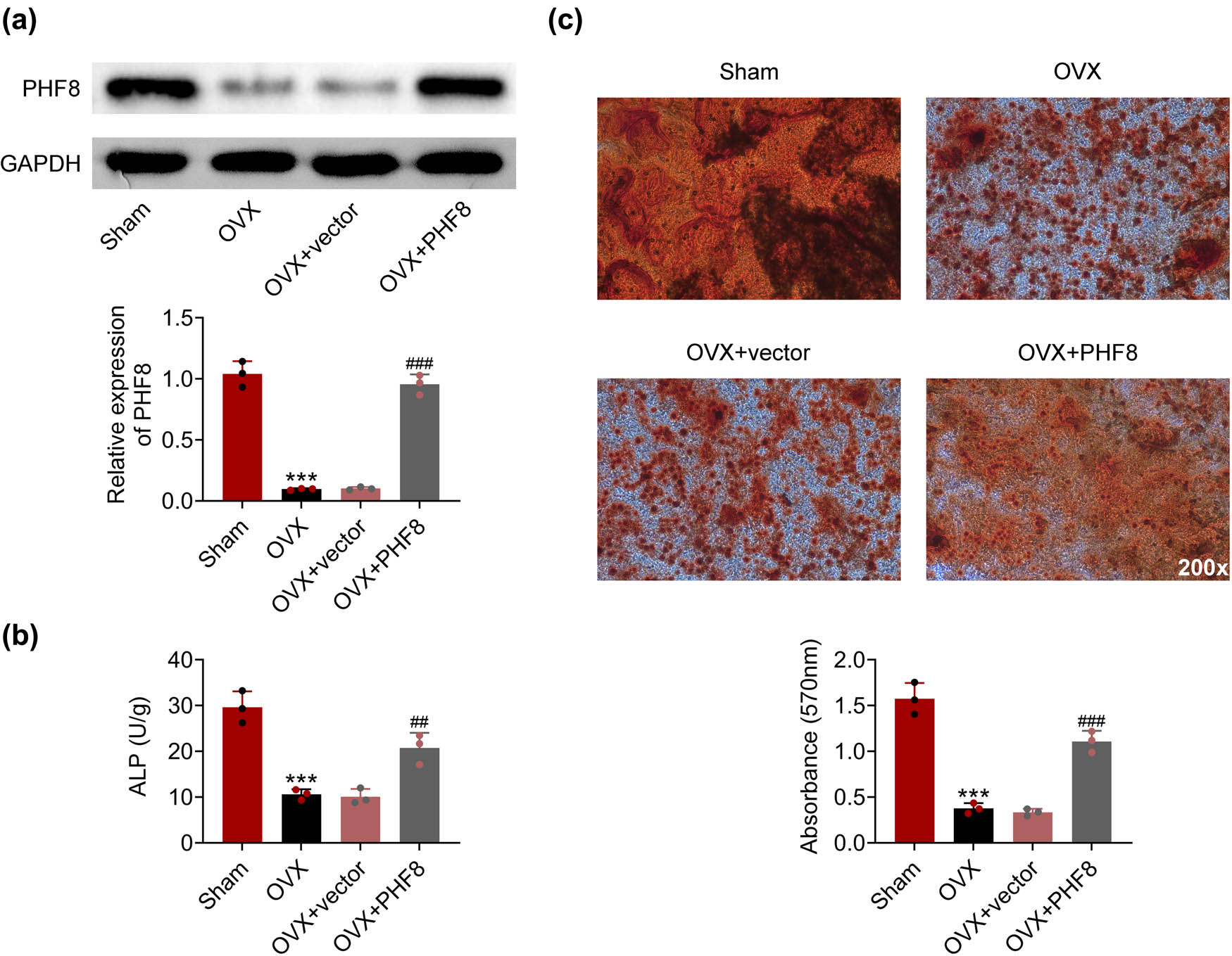 Figure 2
PHF8 promotes the osteogenesis efficiency of BMSCs. (a) The protein level of PHF8 in rBMSCs was detected by western blotting. (b) The activity of ALP was detected by ELISA. (c) The osteogenesis efficiency of BMSCs was measured by the Alizarin Red S staining. ***P < 0.001 versus the sham group; ##
P < 0.01 and ###
P < 0.001 versus the OVX group.