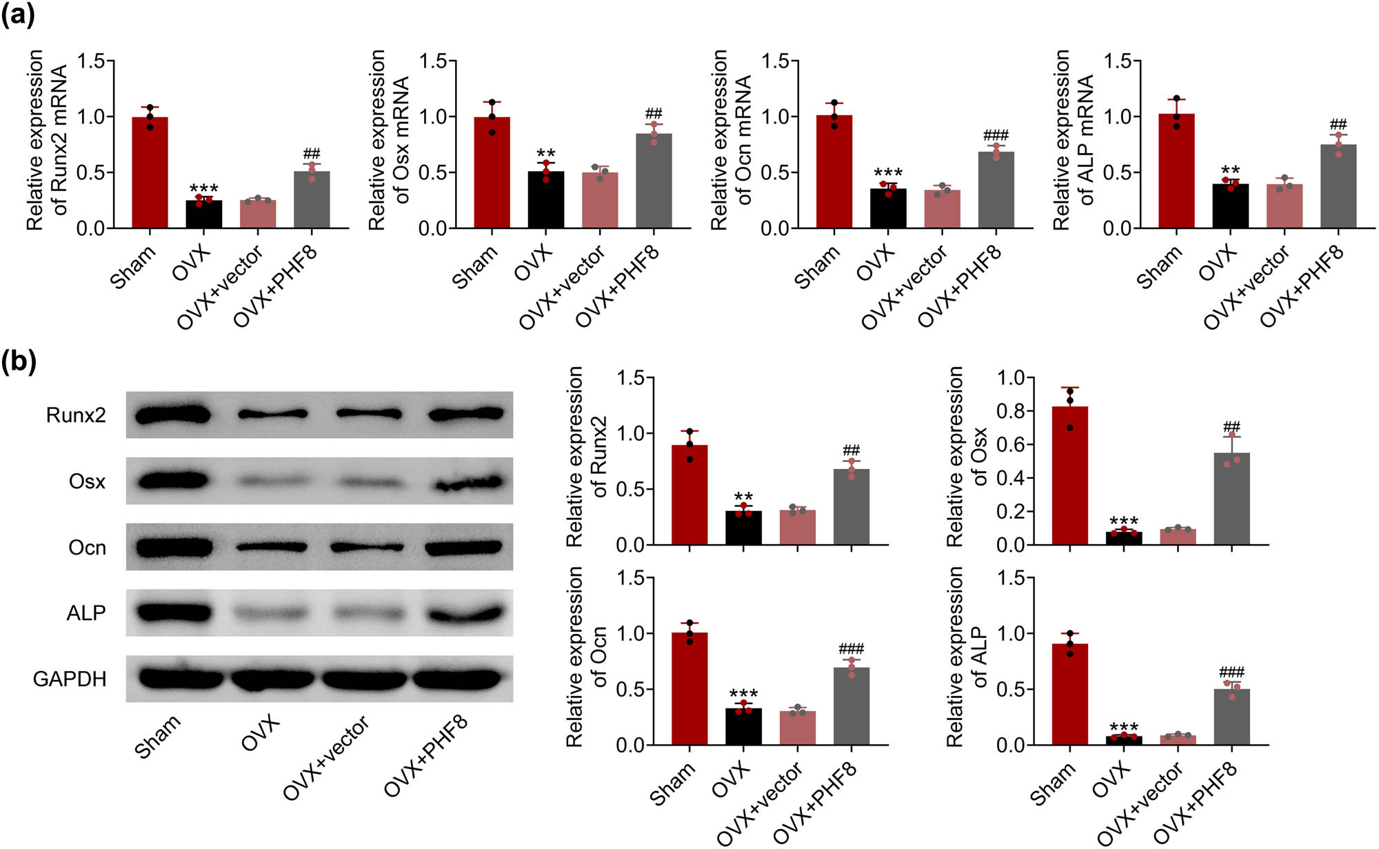 Figure 3
PHF8 enhances the expression of key factors related to osteogenic differentiation of BMSCs. (a) The relative mRNA levels of RUNX2, Osx, Ocn, and ALP in BMSCs detected by real-time PCR. (b) The relative protein levels of RUNX2, Osx, Ocn, and ALP in BMSCs detected by Western blotting. ***P < 0.001 versus the sham group; ##
P < 0.01 and ###
P < 0.001 versus the OVX group.