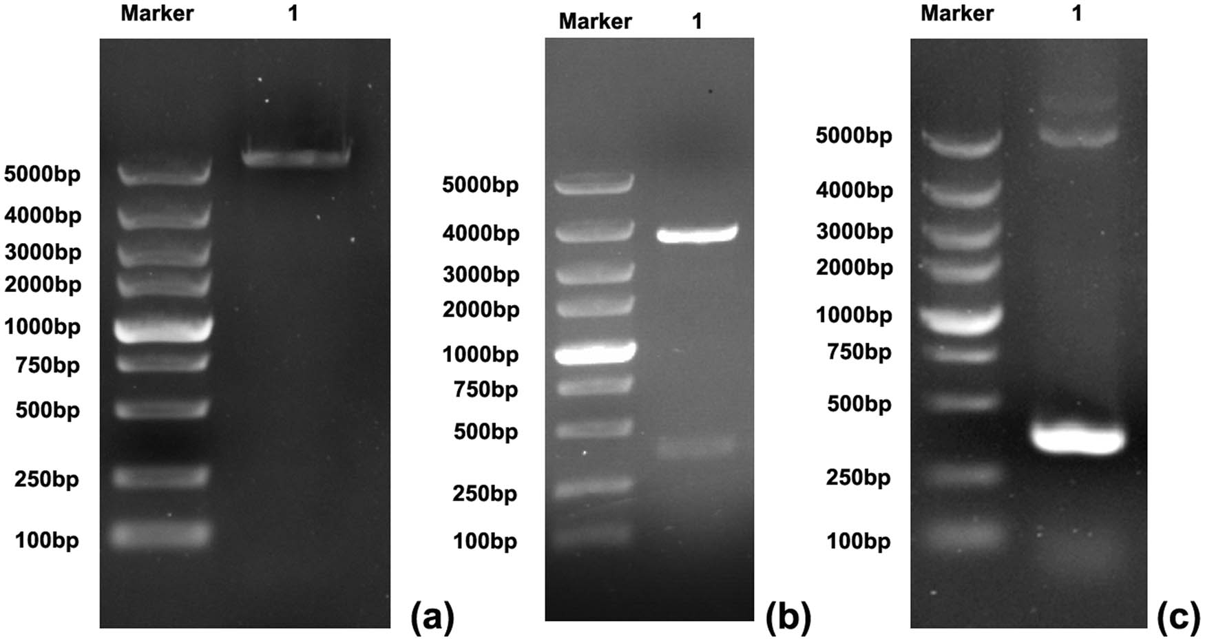 Figure 2
Identification of the recombinant plasmid pET30a–CTLA-4 IgV: (a) pET30a gel electrophoresis after double enzyme digestion, M: DNA marker 5000 (bp), 1: target band after plasmid enzyme digestion; (b) pMD19-T–CTLA-4 IgV double digestion electrophoresis, M: DNA marker 5000 (BP), 1: target band after plasmid digestion; (c) plasmid PCR gel electrophoresis, M: DNA marker 5000 (BP) 1: PCR target band.