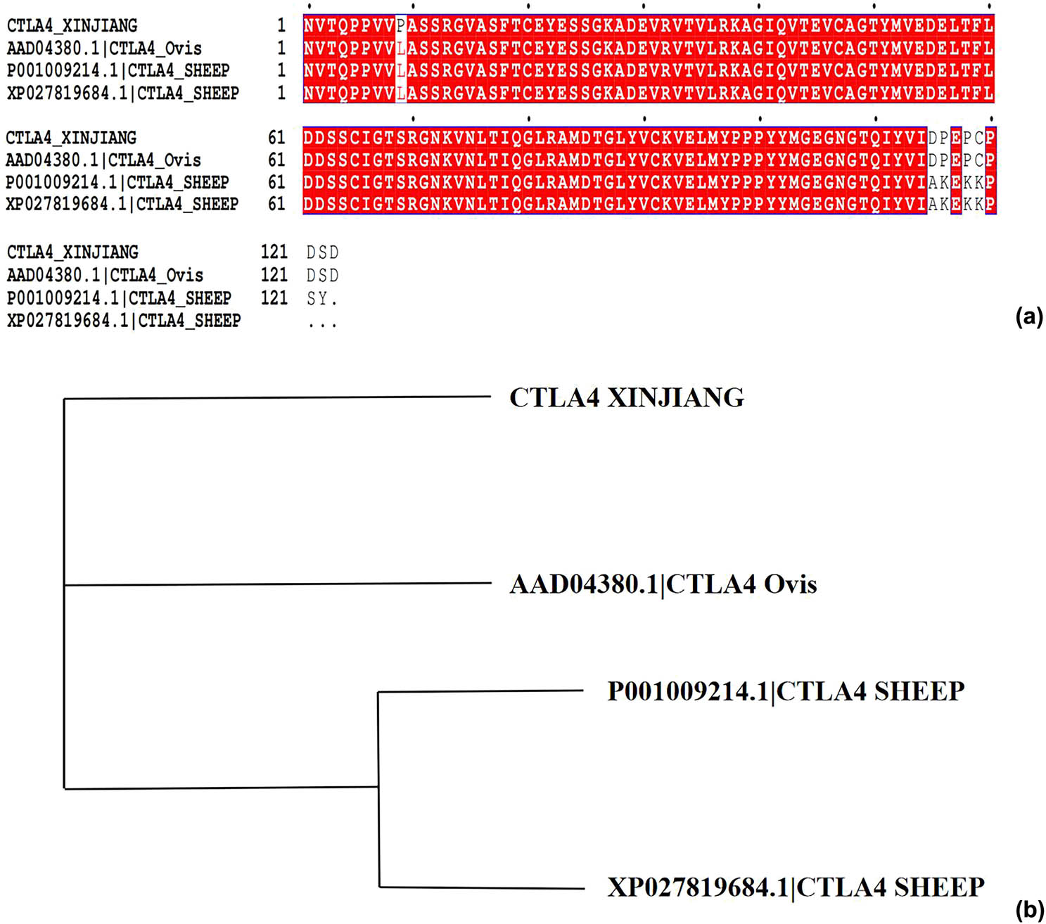 Figure 4
Multiple sequence alignments and molecular evolutionary trees: (a) multiple sequence alignment of Xinjiang sheep CTLA-4 IgV via Clustal X software; (b) molecular evolutionary trees.