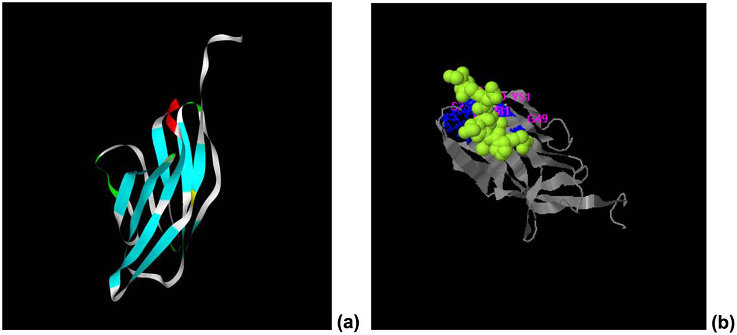 Figure 5
Ligand binding pattern of CTLA-4 IgV. (a) Prediction of the tertiary structure of the His–CTLA-4 IgV protein. (b) Possible ligand binding site of the recombinant protein CTLA-4 IgV.
