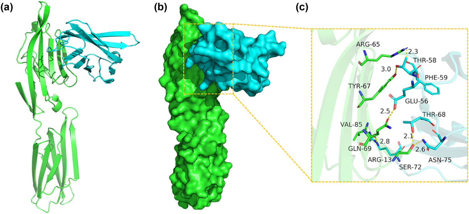 Figure 6
Binding mode of the CD80/B7 complex (green) with CTLA-4 IgV (blue). (a) The 3D structure of the complex. (b) Rendering of the surfaces of CD80/B7 and the CTLA-4 IgV protein. (c) Detailed binding mode of CD80/B7 with CTLA-4 IgV. Yellow dash represents a hydrogen bond or a salt bridge.