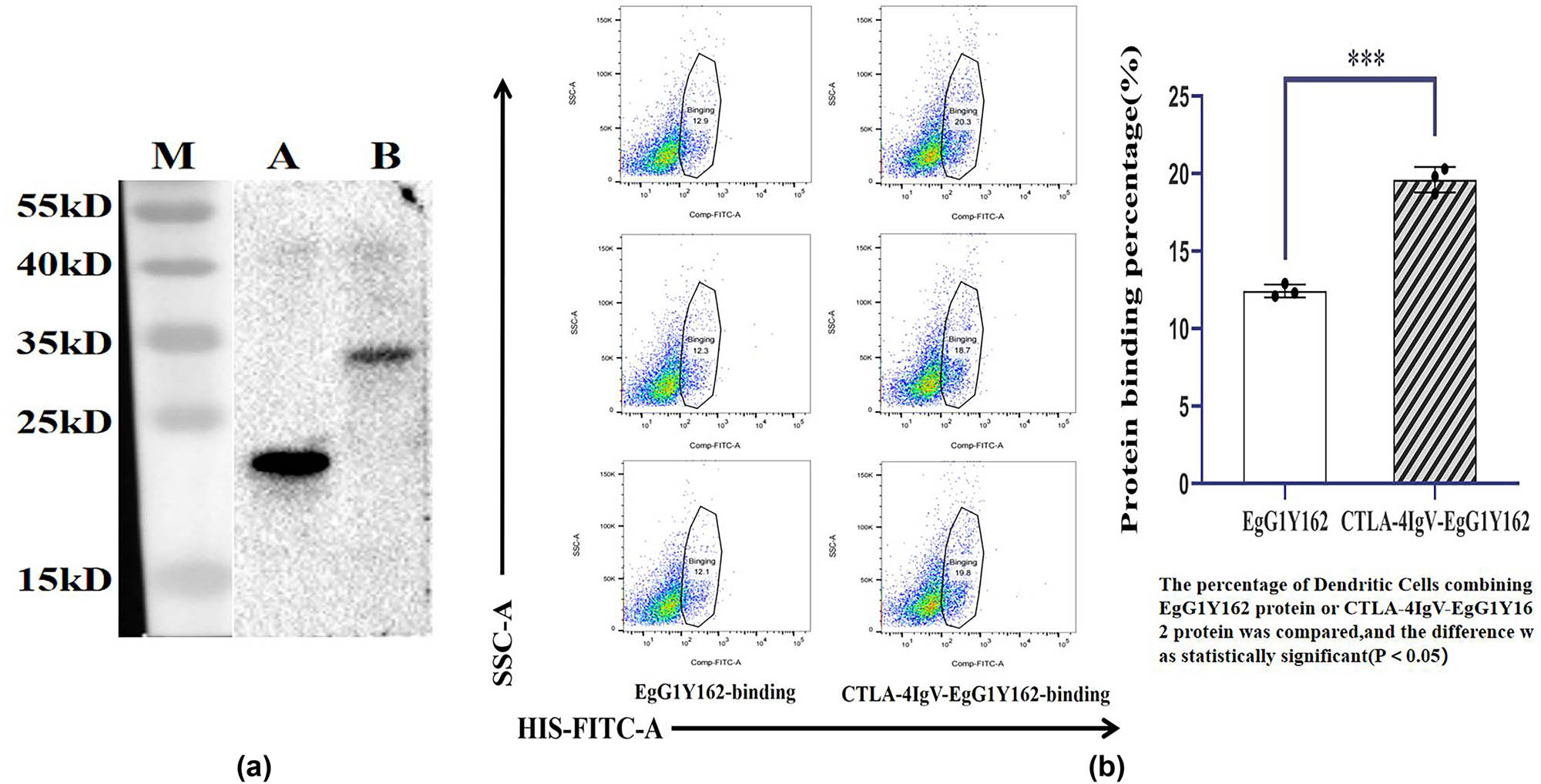 Figure 7
Binding ability of the purified protein CTLA-4 IgV–EgG1Y162 to dendritic cells: (a) purified recombinant proteins EgG1Y162 and CTLA-4 IgV–EgG1Y162 were identified by Western blot; M: Protein molecular quality standard; A: Purified EgG1Y162 protein; (b) purified CTLA-4 IgV–EgG1Y162 protein. (b) Binding capacity of antigen molecules to dendritic cells as determined via flow cytometry.