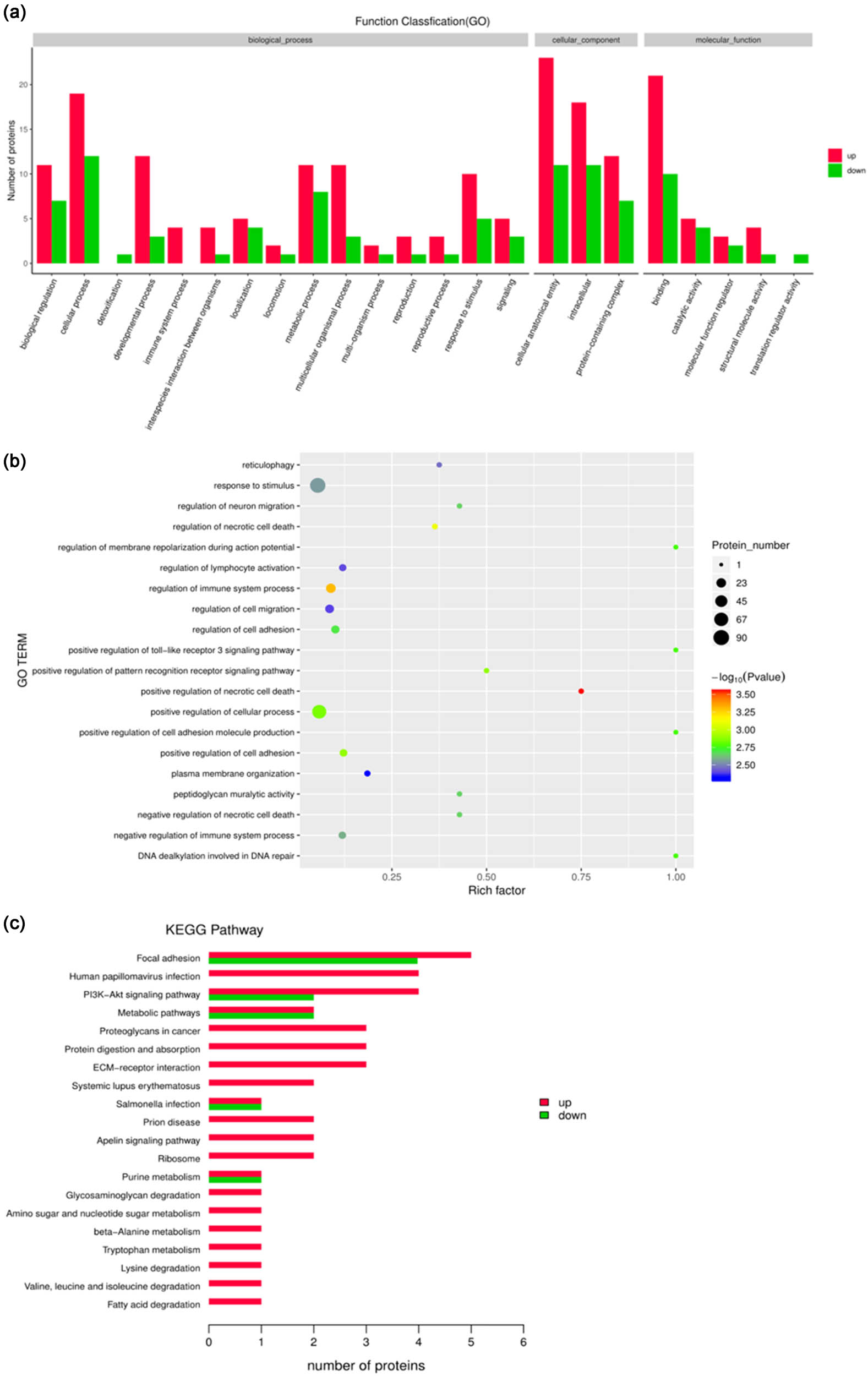 Figure 4 
                  Effects of phytoestrogens combined with cold stress on testicular proteomics in rats. (a) All enriched gene ontology (GO) terms of the proteins between the model group and the control. The enriched terms of molecular function, cellular component, and biological process categories were identified. (b) GO functional significance enrichment analysis. (c) The enriched Kyoto encyclopedia of genes and genomes (KEGG) pathways of proteins between the model group and the control.
               