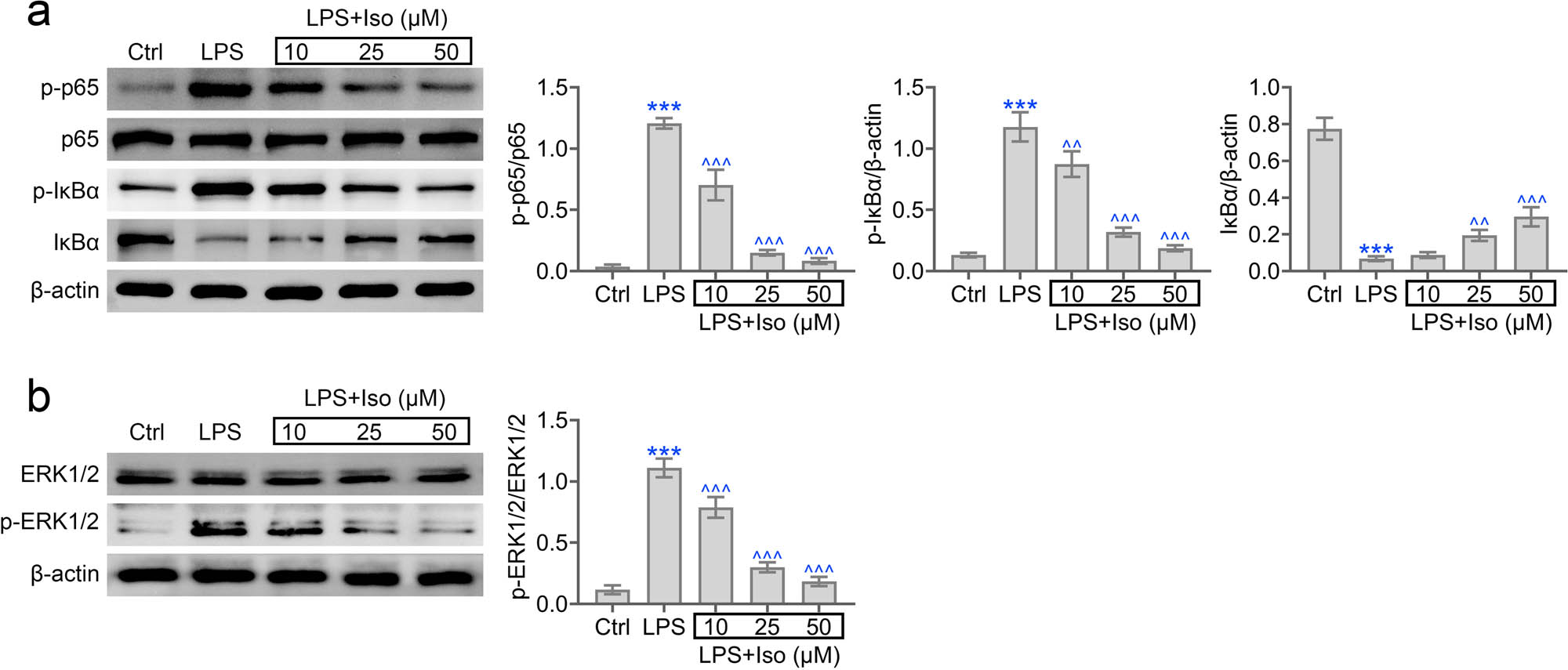 Figure 5 
                  Isoimperatorin regulates ERK and NF-κB signaling pathways in hPDLCs. Immunoblot assays depicted the expression of p-p65, p-IkBα (a) and p-ERK1/2 (b) in LPS and isoimperatorin-induced hPDLCs.
               