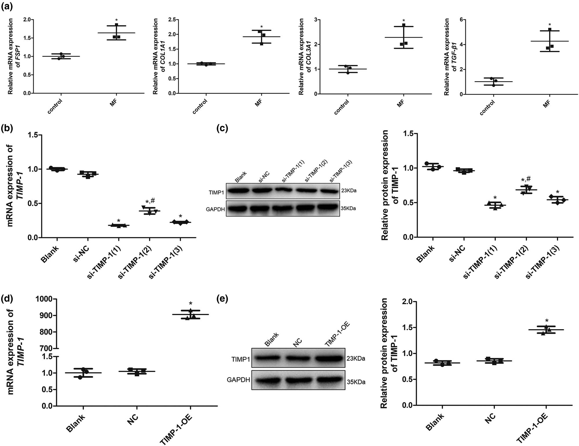 Figure 2 
                  Expression of fibroblast-related markers in AngII-induced cells and cell transfection efficiency. (a) mRNA expression of FSP1, COL1A1, COL3A1, and TGF-β1 after AngII treatment for 24 h determined using qRT-PCR. *P < 0.05 vs control. (b) mRNA expression of TIMP-1 after transfection with si-TIMP-1. (c) Protein expression of TIMP-1 after transfection with si-TIMP-1. (d) mRNA expression of TIMP-1 after transfection with TIMP-1-OE plasmid. (e) Protein expression of TIMP-1 after transfection with TIMP-1-OE plasmid. *P < 0.05 vs blank, #
                     P < 0.05 vs si-TIMP-1(1). TIMP‐1, tissue inhibitor of metalloproteinases‐1; MF, myocardial fibrosis; si, small interfering RNA; OE, over-expression.
               