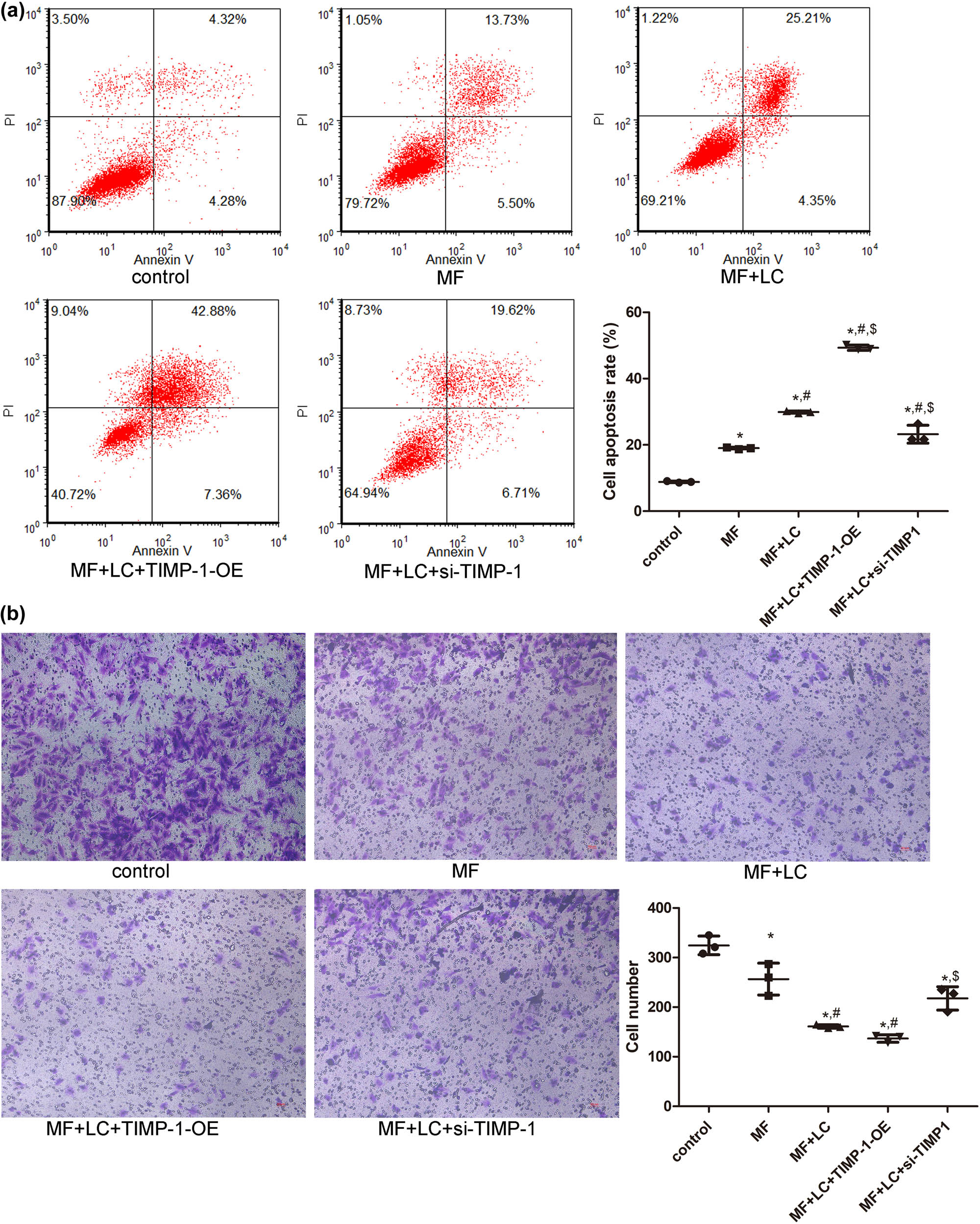 Figure 4 
                  Effects of TIMP-1 on cell apoptosis and migration of H9C2 cells induced by AngII. (a) Cell apoptosis in the different groups determined using flow cytometry. (b) Cell migration in the different groups assessed using tanswell assay. *P < 0.05 vs control, #
                     P < 0.05 vs MF, $
                     P < 0.05 vs MF + LC. TIMP‐1, tissue inhibitor of metalloproteinases‐1; MF, myocardial fibrosis; siRNA, small interfering RNA; OE, over-expression; LC, levocarnitine.
               