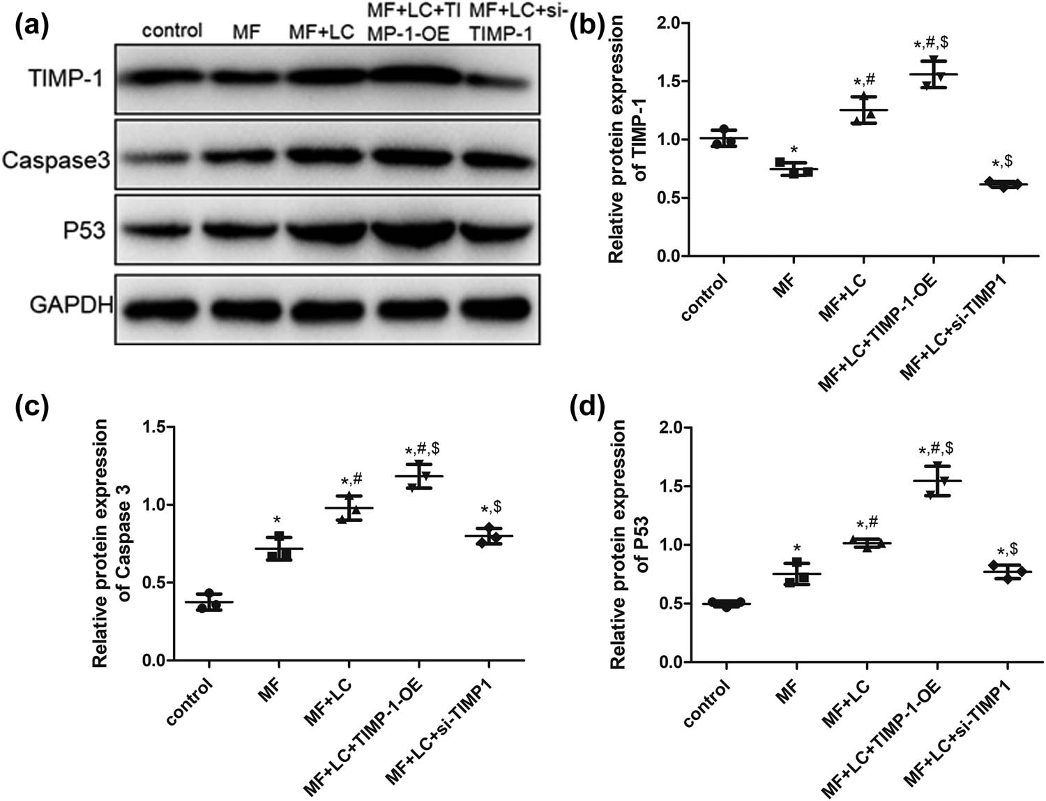 Figure 6 
                  Effects of TIMP-1 on protein expression levels in H9C2 cells determined using western blotting. (a) Representative images of western blotting. The protein expression of TIMP-1 (b), Caspase‑3 (c), and p53 (d). *P < 0.05 vs control, #
                     P < 0.05 vs MF, $
                     P < 0.05 vs MF + LC. TIMP‐1, tissue inhibitor of metalloproteinases‐1; MF, myocardial fibrosis; siRNA, small interfering RNA; OE, over-expression, LC, levocarnitine.
               