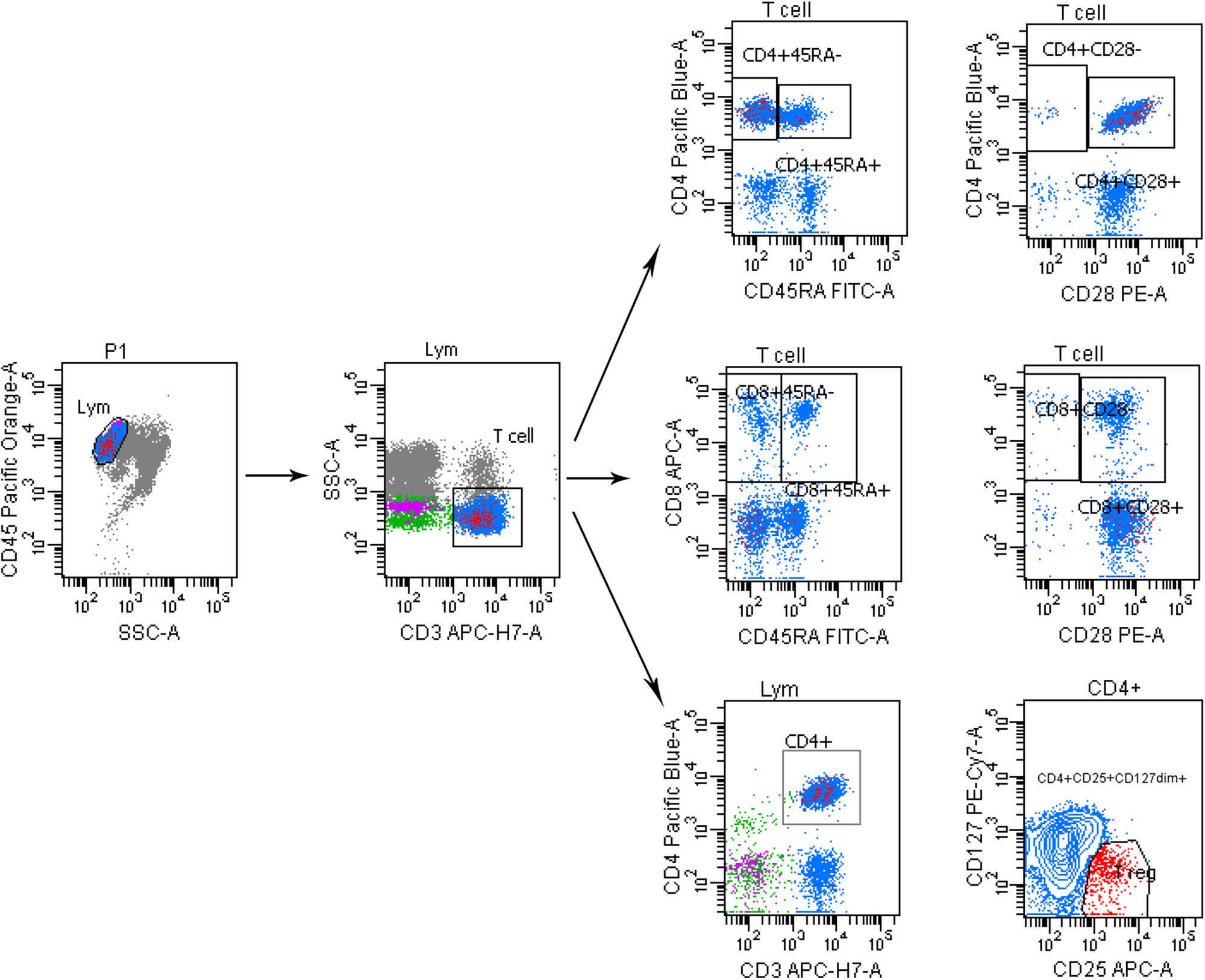 Figure A1
Gating strategies for flow cytometry.