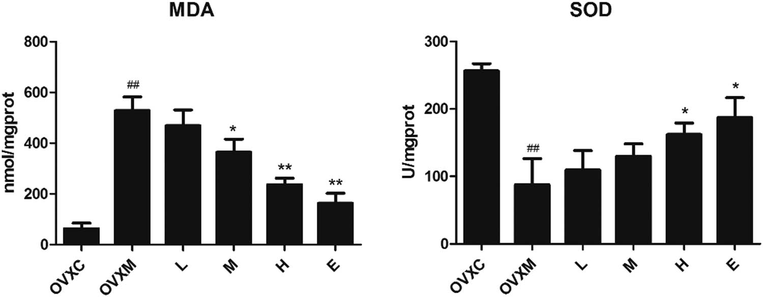 Figure 4
Soy isoflavone reduces MDA while increasing SOD in a dose-dependent manner. The quantitative analysis of MDA and SOD in lung tissues. Data represent mean ± SEM for groups of six rats (##
P < 0.01 vs OVXC group; *
P < 0.05, **
P < 0.01 vs OVXM group).