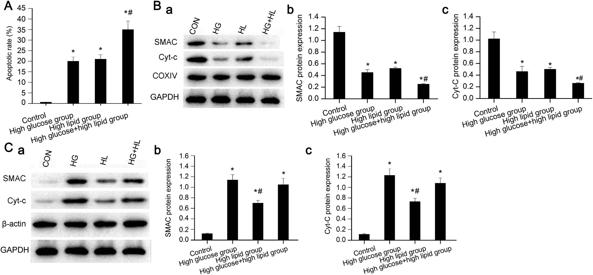 Figure 3
Cellular apoptosis and expression of SMAC and Cyt-C in mitochondria and cytoplasm. (A) Cell apoptosis in high glucose and/or high lipid groups compared with control group at 24 h. *P < 0.05 versus control group, #
P < 0.05 versus high glucose group and high lipid group. (B) Mitochondrial SMAC and Cyt-C expression at 24 h based on western blot analysis. *P < 0.05 versus control group, #
P < 0.05 versus high glucose group and high lipid group. (C) Expression of cytoplasmic SMAC and Cyt-C at 24 h. *P < 0.05 versus control group, #
P < 0.05 versus high glucose group, or high glucose and high lipid group. HG, high glucose; HL, high lipid; HG + HL, the combination of high glucose and high lipid; CON, control.