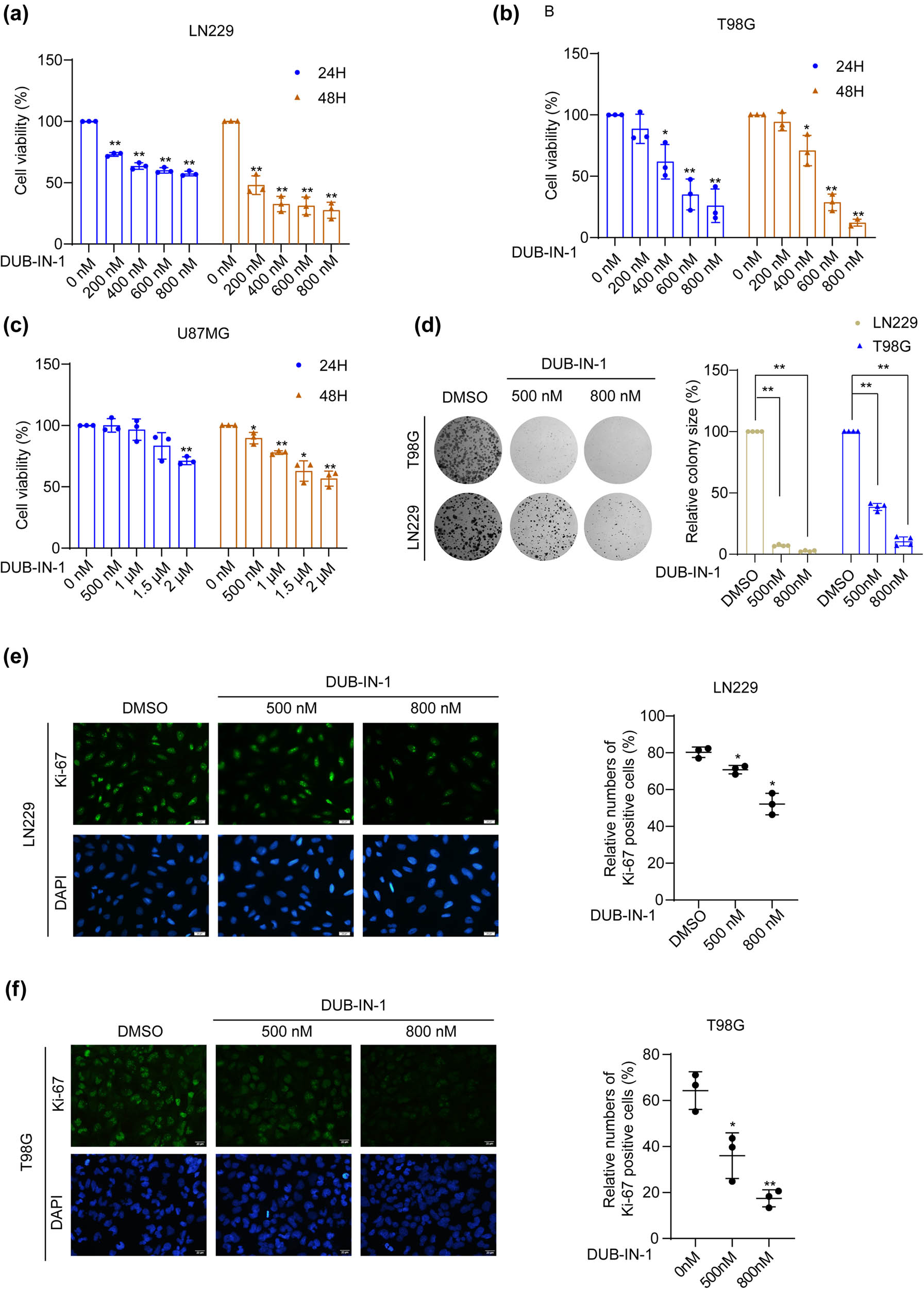 Figure 1
Pharmacological USP8 inhibition suppresses GBM cell proliferation. (a–c) LN229, T98G, and U87MG cells were treated with the USP8 inhibitor DUB-IN-1, and the cell viability was analyzed using the MTT assay. (d) Colony formation assays were performed on cells treated with the USP8 inhibitor DUB-IN-1. (e and f) The representative images of Ki-67 staining assay of T98G and LN229 cells treated with the USP8 inhibitor DUB-IN-1. Scale bar represents 20 µm. *P < 0.05, **P < 0.01 using Student’s t-test; n ≥ 3.