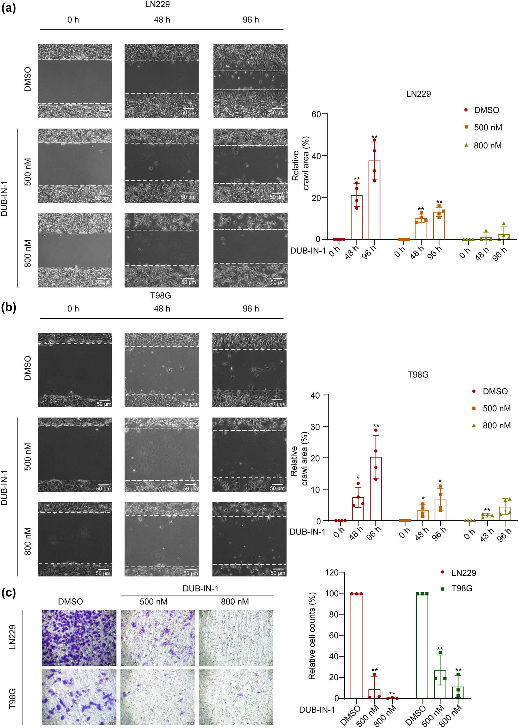 Figure 2
The migration of GBM cells is attenuated by DUB-IN-1. (a and b) The representative images of wound healing assay of T98G and LN229 cells treated with the USP8 inhibitor DUB-IN-1. White dotted lines indicate wound edges. Scale bar represents 50 µm. (c) The representative images of Transwell assay of T98G and LN229 cells treated with the USP8 inhibitor DUB-IN-1. Scale bar represents 50 µm. *P < 0.05, **P < 0.01 using Student’s t-test; n = 3.