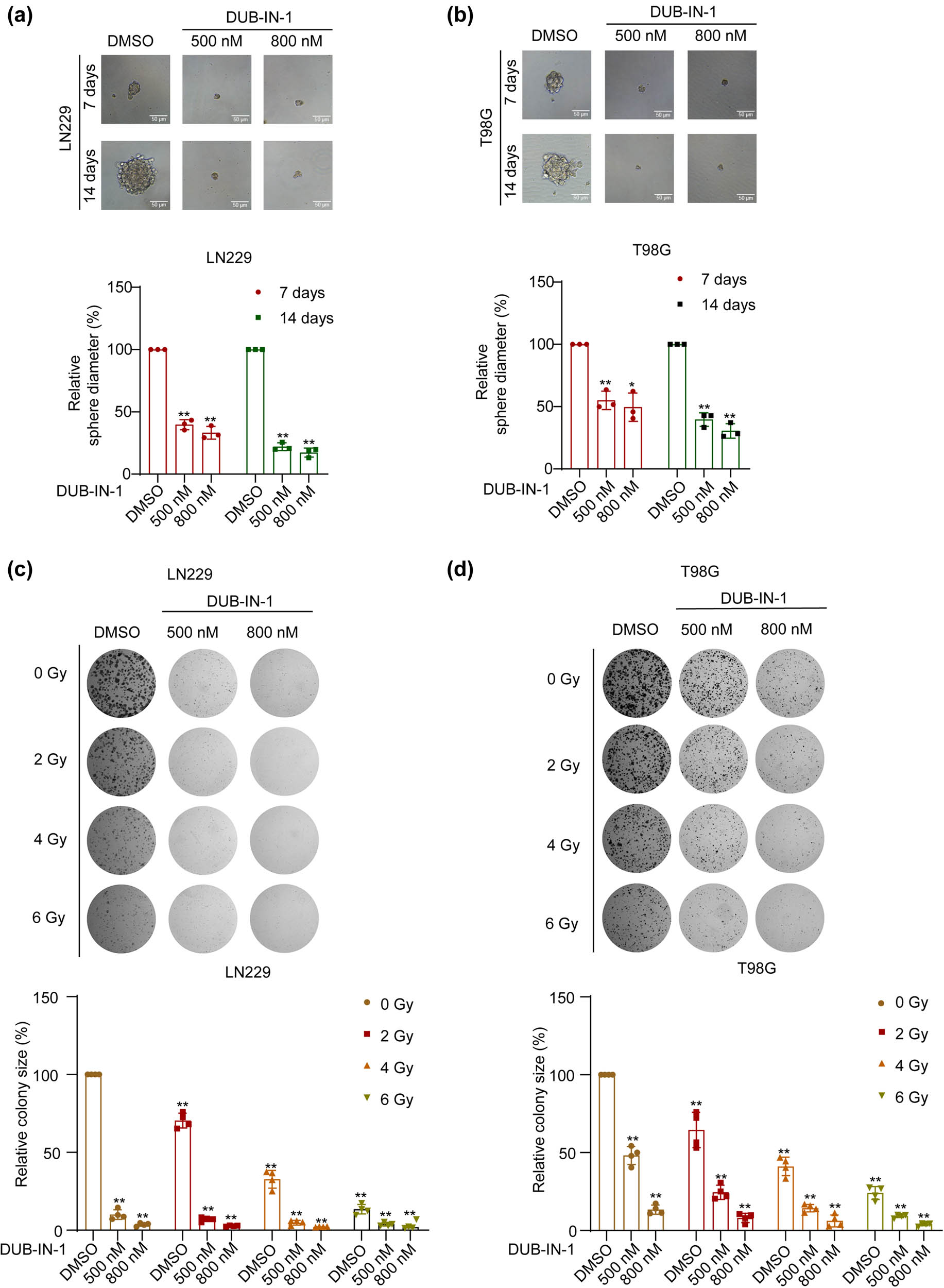 Figure 3
DUB-IN-1 decreases GBM stemness and sensitizes GBM cells to IR. (a and b) The representative images of spheroid formation assay of T98G and LN229 cells treated with the USP8 inhibitor DUB-IN-1. (c and d) After treatment with the USP8 inhibitor DUB-IN-1, a colony formation assay was performed to measure the proliferation of cells following the IR assay. *P < 0.05, **P < 0.01 using Student’s t-test; n ≥ 3.