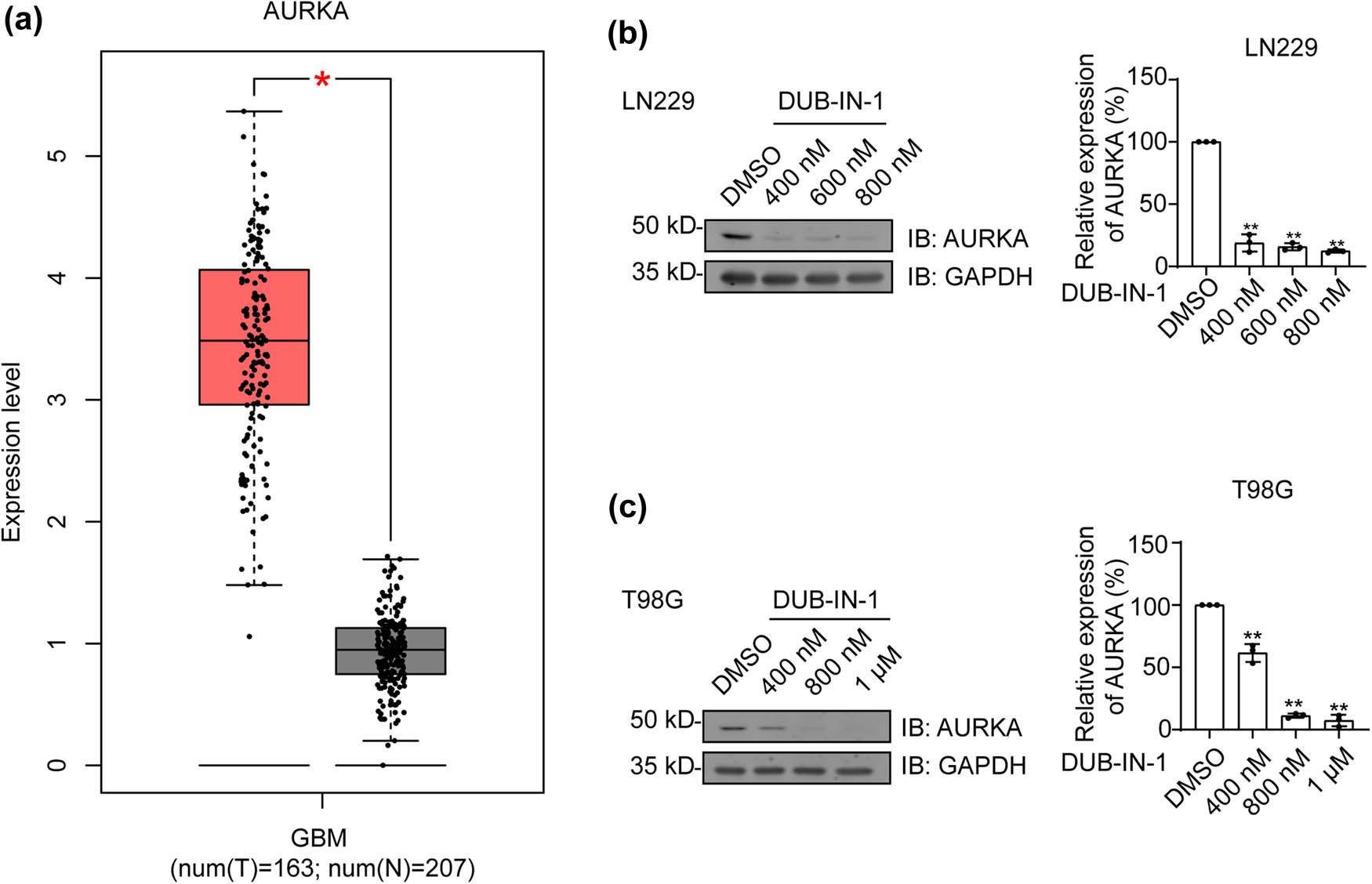 Figure 5
DUB-IN-1 leads to decreased AURKA expression. (a) Using GEPIA, the expression level of AURKA in tumor (T) tissues was shown to be significantly higher than that in nontumor (N) tissues, *P < 0.05. (b and c) The effects of different concentrations of the inhibitor on AURKA expression. *P < 0.05, **P < 0.01 using Student’s t-test; n ≥ 3.