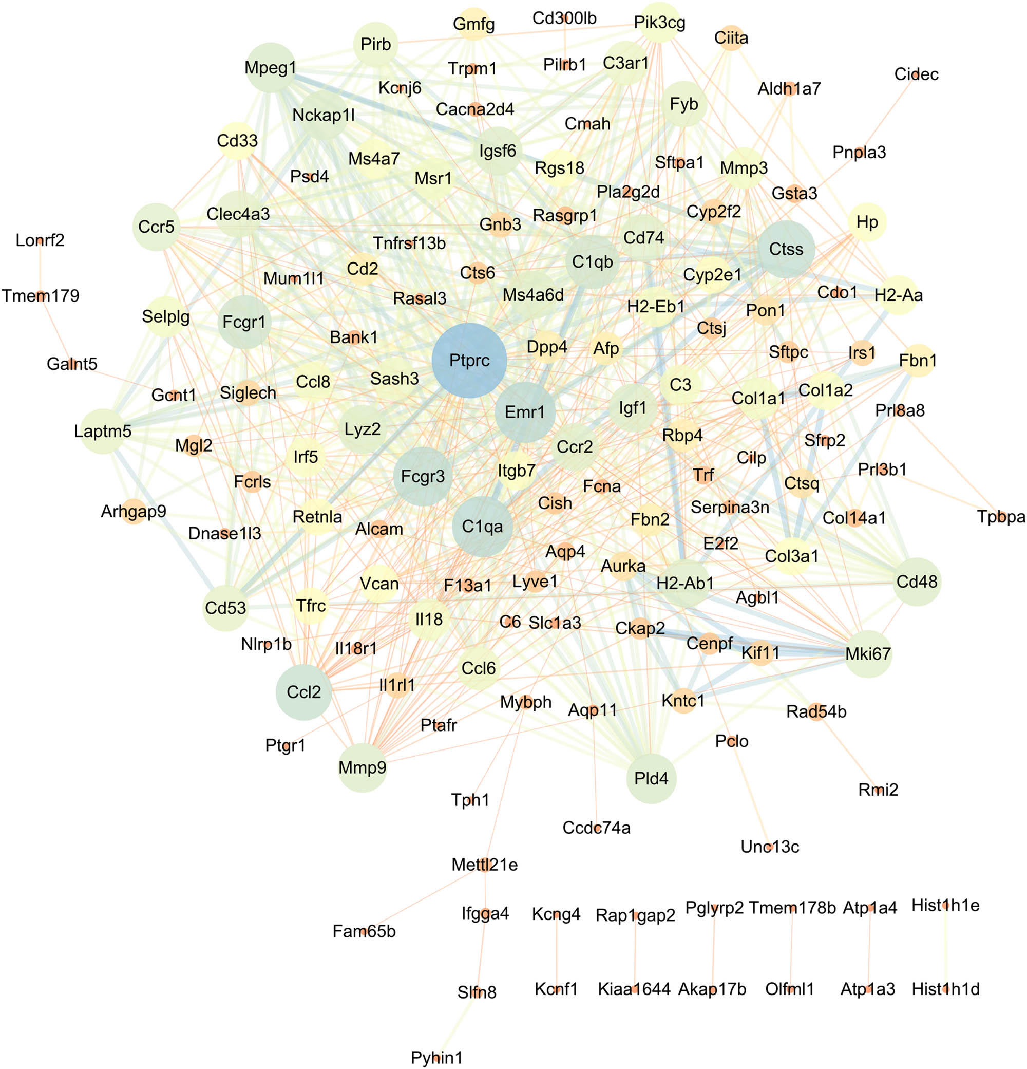 Figure 8 
                  PPI network of downregulated DEGs and identification of hub genes. We also mapped downregulated DEGs to the STRING database to construct a PPI network and re-imported them into Cytoscape software. PPI network composed of 149 nodes and 684 edges. Hub genes obtained by Degree algorithm, Ptprc, C1qa, Emr1, Fcgr3, and Ctss were considered to be key downregulated genes.
               