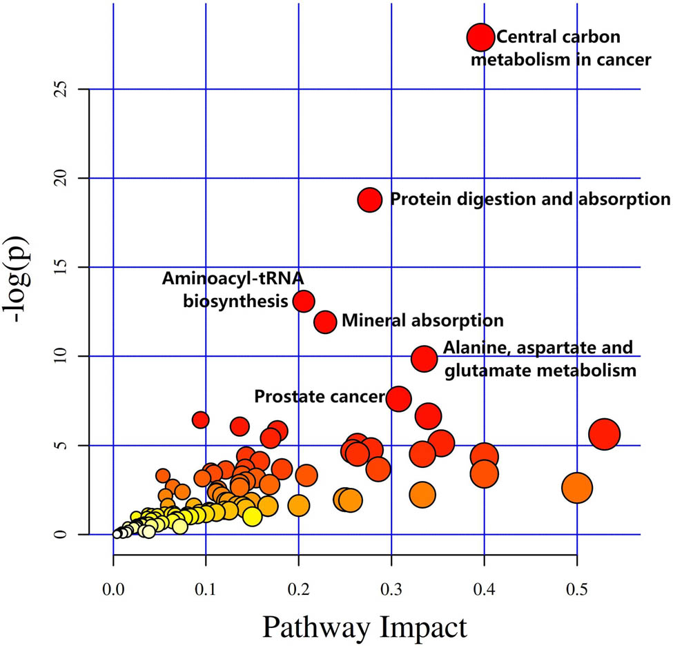 Figure 6 
                  KEGG pathway analysis of identified differential metabolites. Significantly enriched pathways include central carbon metabolism in cancer (37 differential metabolites); protein digestion and absorption (47 differential metabolites); aminoacyl-tRNA biosynthesis (52 differential metabolites); mineral absorption (29 differential metabolites); alanine, aspartate, and glutamate metabolism (28 differential metabolites); prostate cancer (11 differential metabolites) (FDR <0.05). The size of the circle represents the number of differential metabolites that are enriched in this pathway. −log(p): Negative values for the natural logarithm of the p-value. Impact: Metabolic pathway impact values.
               
