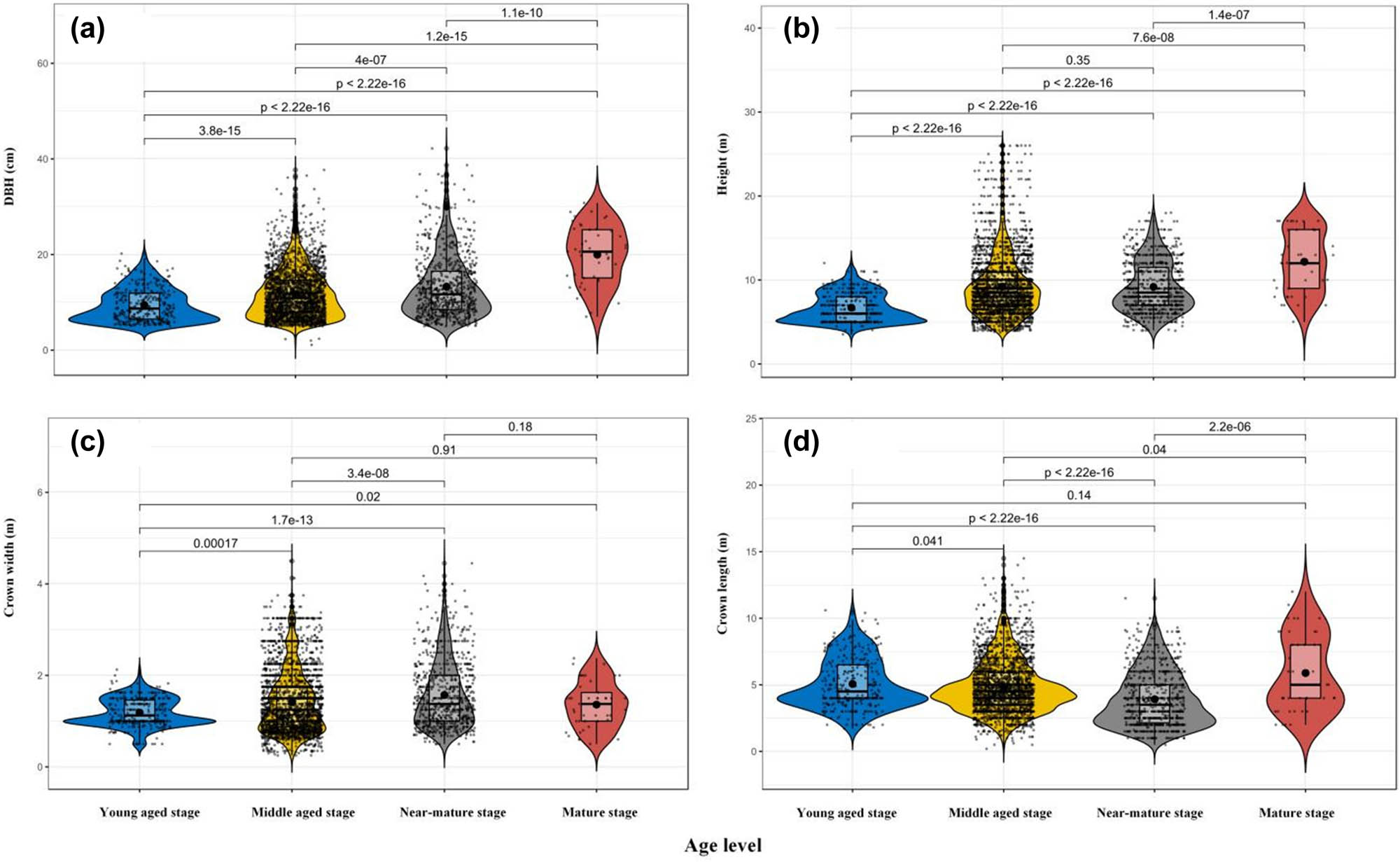 Figure 2 
                  Violin plot of DBH (a), height (b), crown width (c), and crown length (d) (values represent the Wilcoxon test between the stages of age).
               