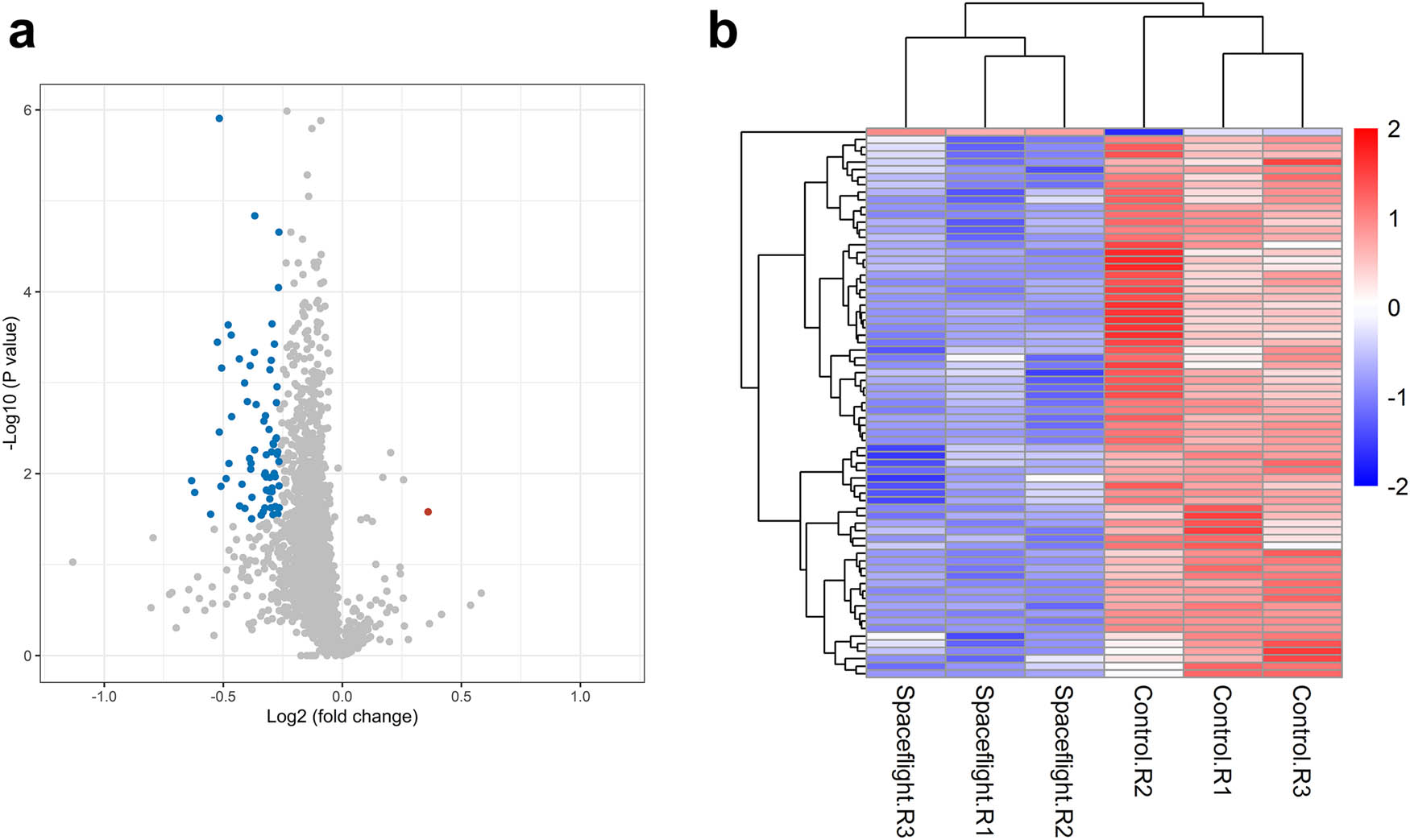 Figure 3
Differentially expressed proteins of E. coli. (a) Volcano plot of differentially expressed proteins. The red points represented proteins upregulated in the spaceflight group (FDR < 0.05; fold change ≥1.2). The blue points represented proteins downregulated in the spaceflight group (FDR < 0.05; fold change ≤0.833). (b) Hierarchical clustering of the differentially expressed proteins. The heat map represented the Z scores of protein levels across all samples.