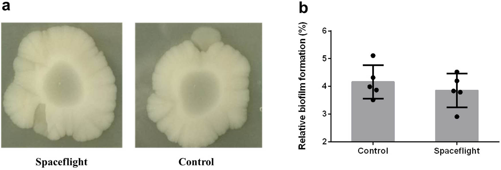 Figure A2
The influence of space environment on E. coli biofilm. (a) Colony wrinkles of E. coli after being exposed to spaceflight (left) compared with control (right). (b) The relative biofilm formation of E. coli.