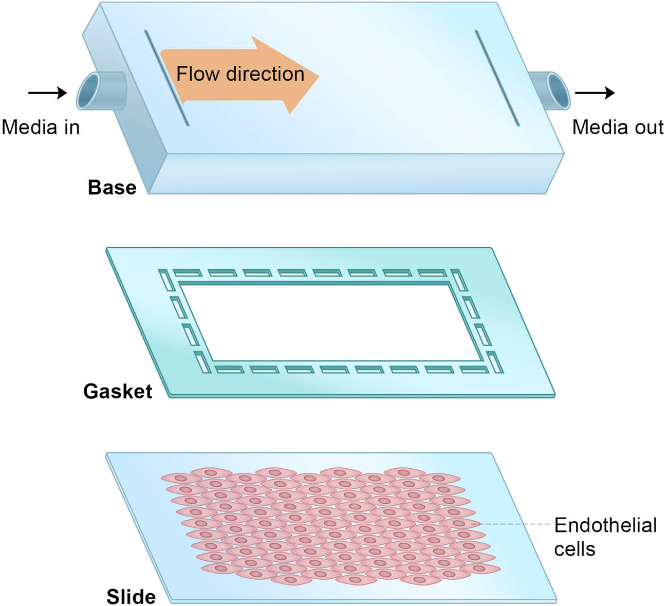 Figure 1 
                  Experimental setup of EC culture.
               