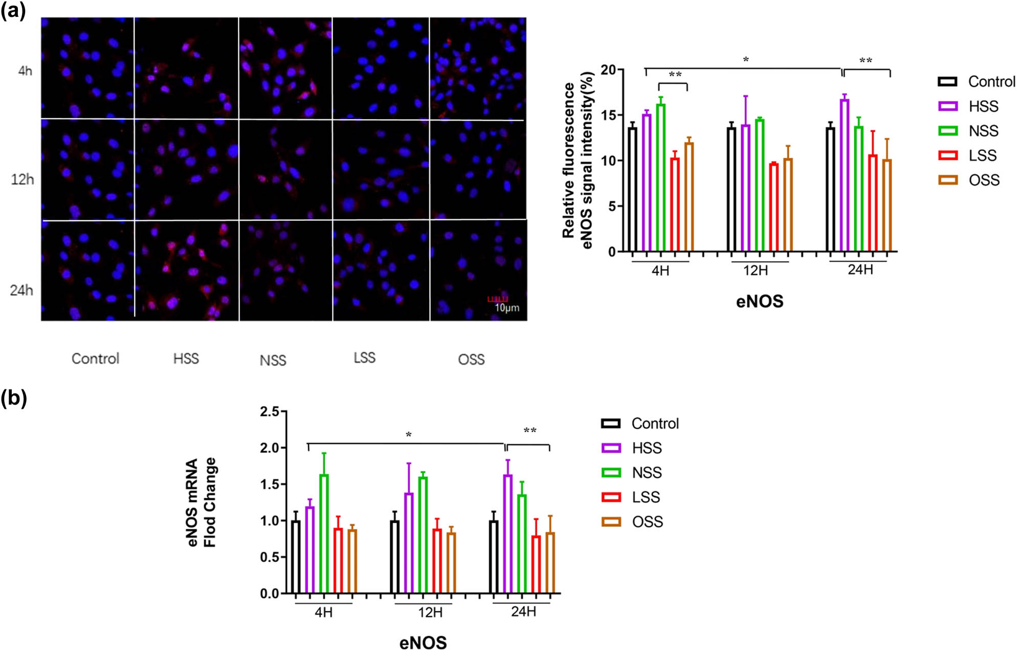Figure 4 
                  Immunofluorescence staining and RT-PCR assessing the effects of different shearing forces on the expression of eNOS. Red color represents eNOS and blue color denotes the controls. (a) Immunofluorescence detecting the effect of different shearing forces on eNOS expression. The pictures are all enlarged to 600×. (b) RT-PCR evaluating the effect of shearing force on eNOS mRNA expression. HSS: high-strength laminar shear force. NSS: normal shear stress. LSS: low-strength laminar shear force. OSS: oscillating shear force. Control: physiological environment. Three independent experiments were done in this study, and triplicates were performed for each group.
               