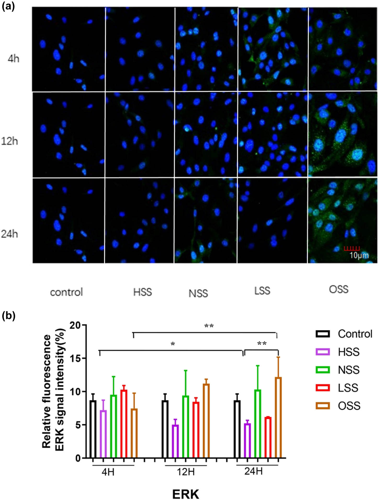 Figure 5 
                  Immunofluorescence staining evaluating the effect of different shearing forces on ERK expression. Green color represents p-ERK and blue color denotes the controls. The picture shows the immunofluorescence detection of the effect of different shearing forces on p-ERK expression. The pictures are all enlarged to 600×. (a) Immunofluorescence detection of the effect of different shearing forces on p-ERK expression. (b) Evaluation of the effect of shearing force on p-ERK expression HSS: high-intensity laminar shear force. NSS: normal shear stress. LSS: low-intensity laminar shear force. OSS: oscillating shear force. Control: physiological environment. Three independent experiments were done in this study, and triplicates were performed for each group.
               