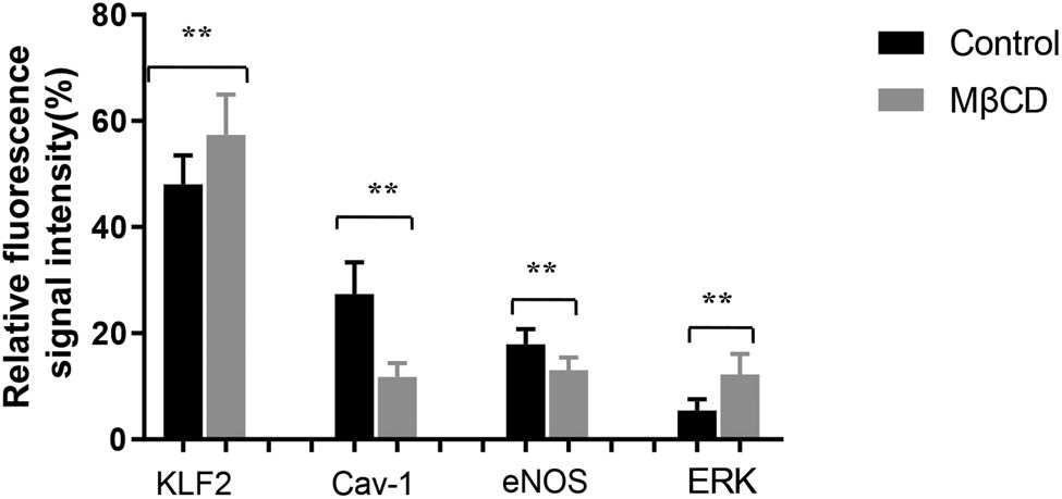 Figure 6 
                  Effect of Cav-1 disruptor on the expression of KLF2/eNOS/ERK under oscillating shear force detected by immunofluorescence staining. Three independent experiments were done in this study, and triplicates were performed for each group.
               