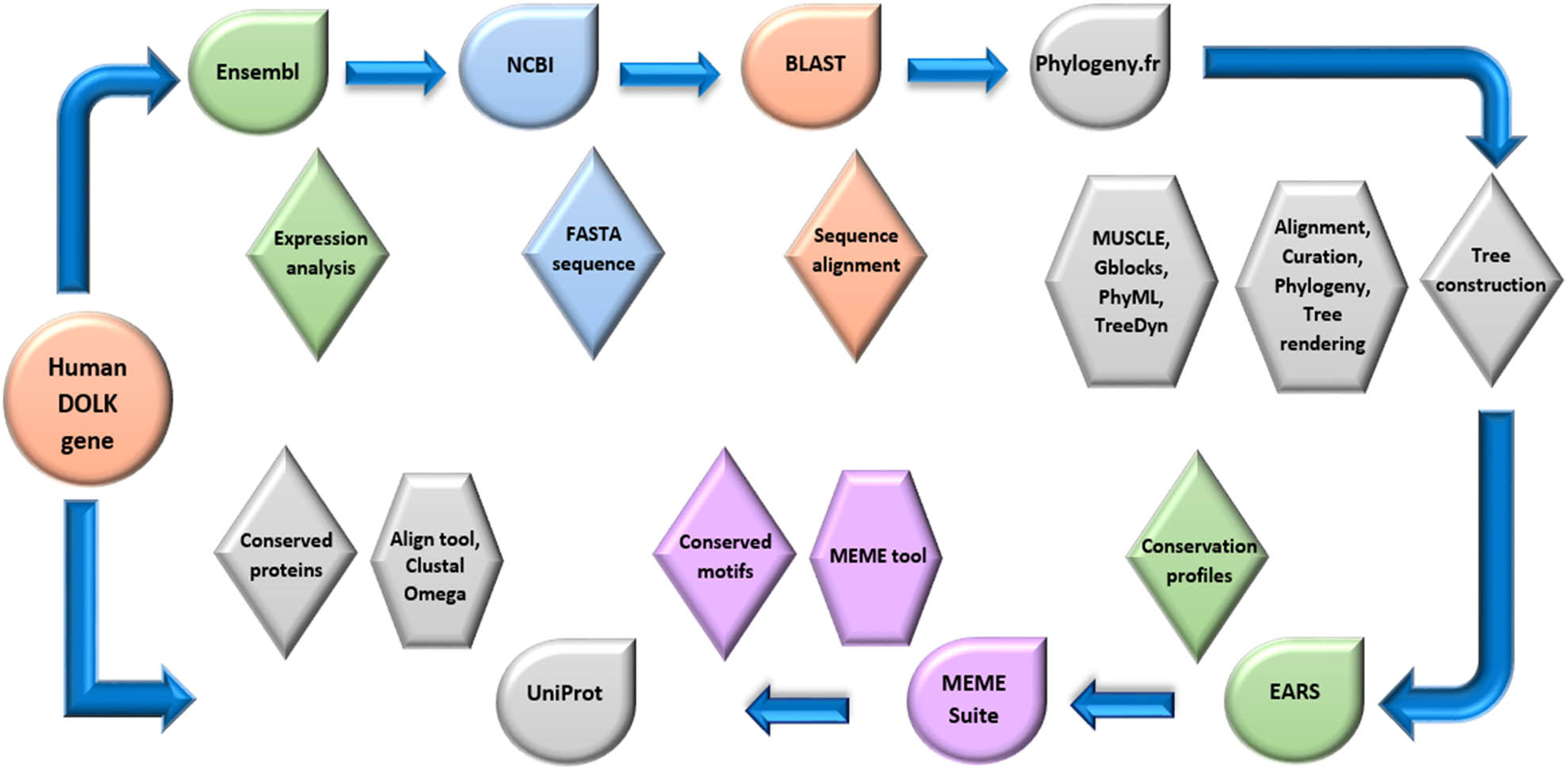 Figure 1 
                  Workflow for identification of conserved sequences in the promoters of DOLK gene in orthologous species.
               