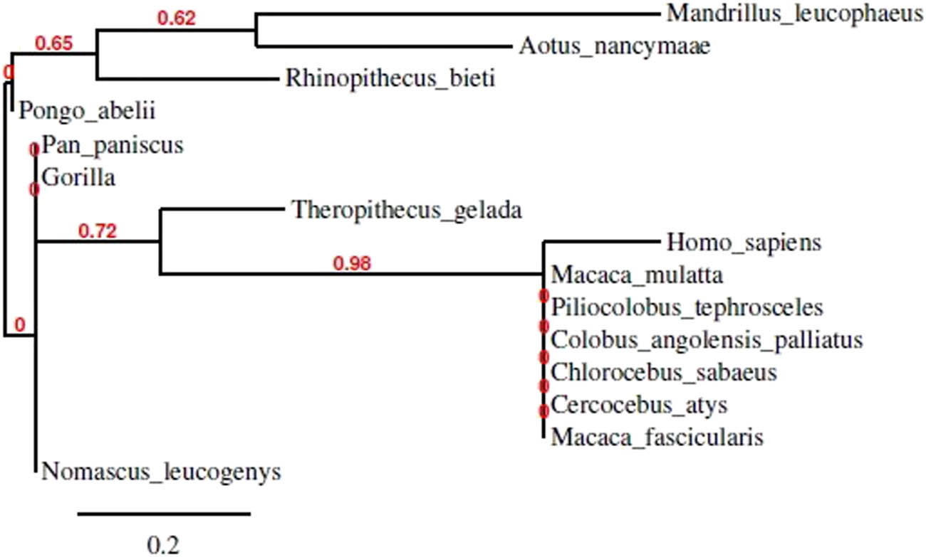 Figure 3 
                  Phylogenetic tree for human DOLK gene and orthologous species using Phylogeny.fr.
               