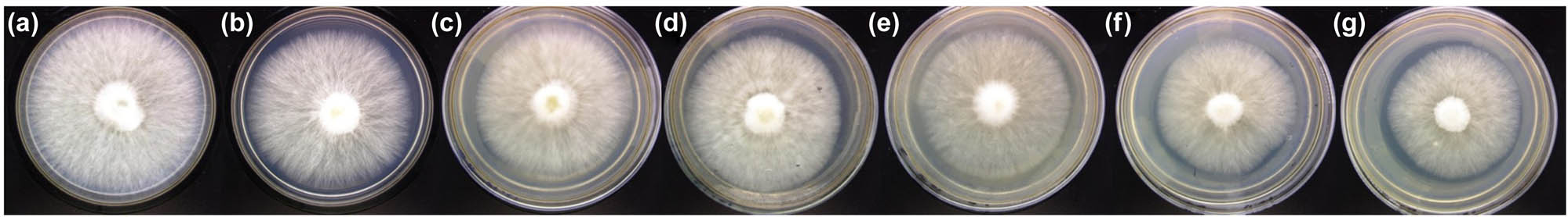 Figure 1 
                  Growth of P. ostreatus mycelium at different EPS concentrations: (a) control, (b) 3% EPS solution, (c) 5% EPS solution, (d) 10% EPS solution, (e) 20% EPS solution, (f) 30% EPS solution, and (g) 40% EPS solution.
               