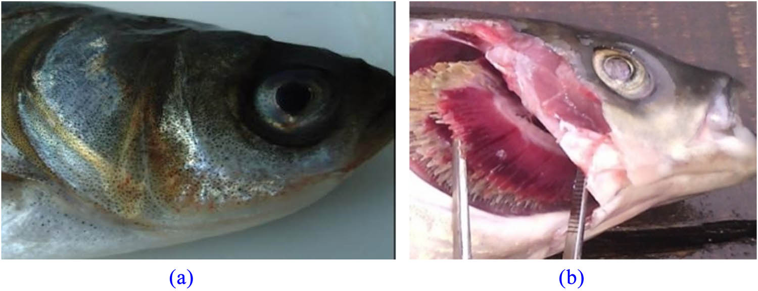 Figure 1 
               Gill disease of S. chuatsi. Note: (a) as surface morphology of gill cap, (b) as gill filament morphology.
            