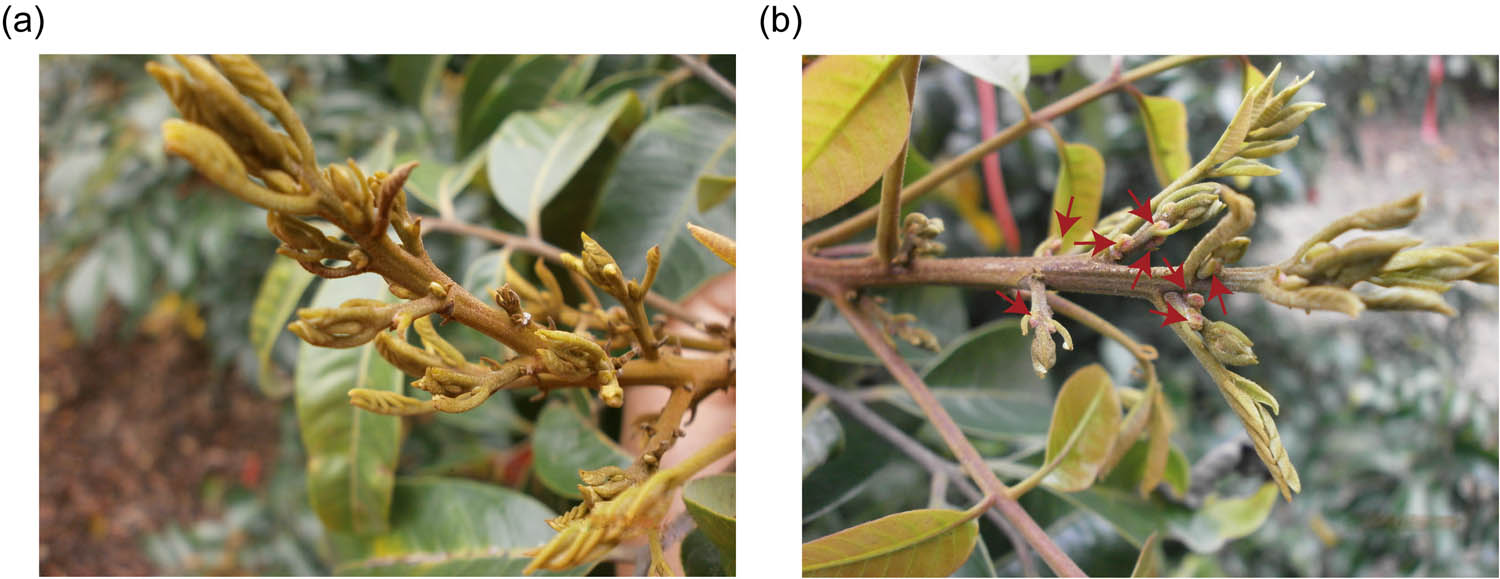 Figure 1 
                  Shoots and flowers of longan without (a) and with (b) treatment of potassium chlorate (KClO3). Arrows indicate the emergence of floral buds after KClO3 application.
               